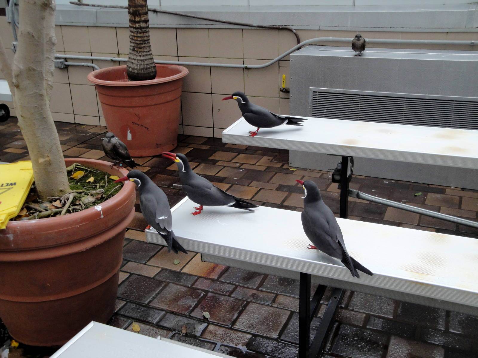 Wetlands - Inca Terns