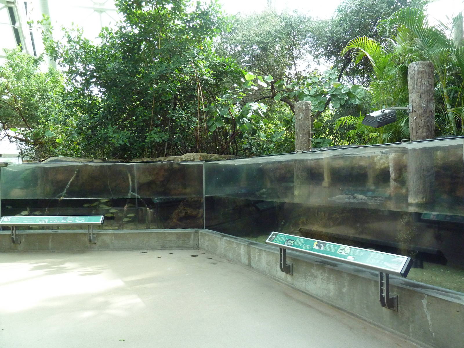 Wetlands - Juvenile American Crocodile Exhibit