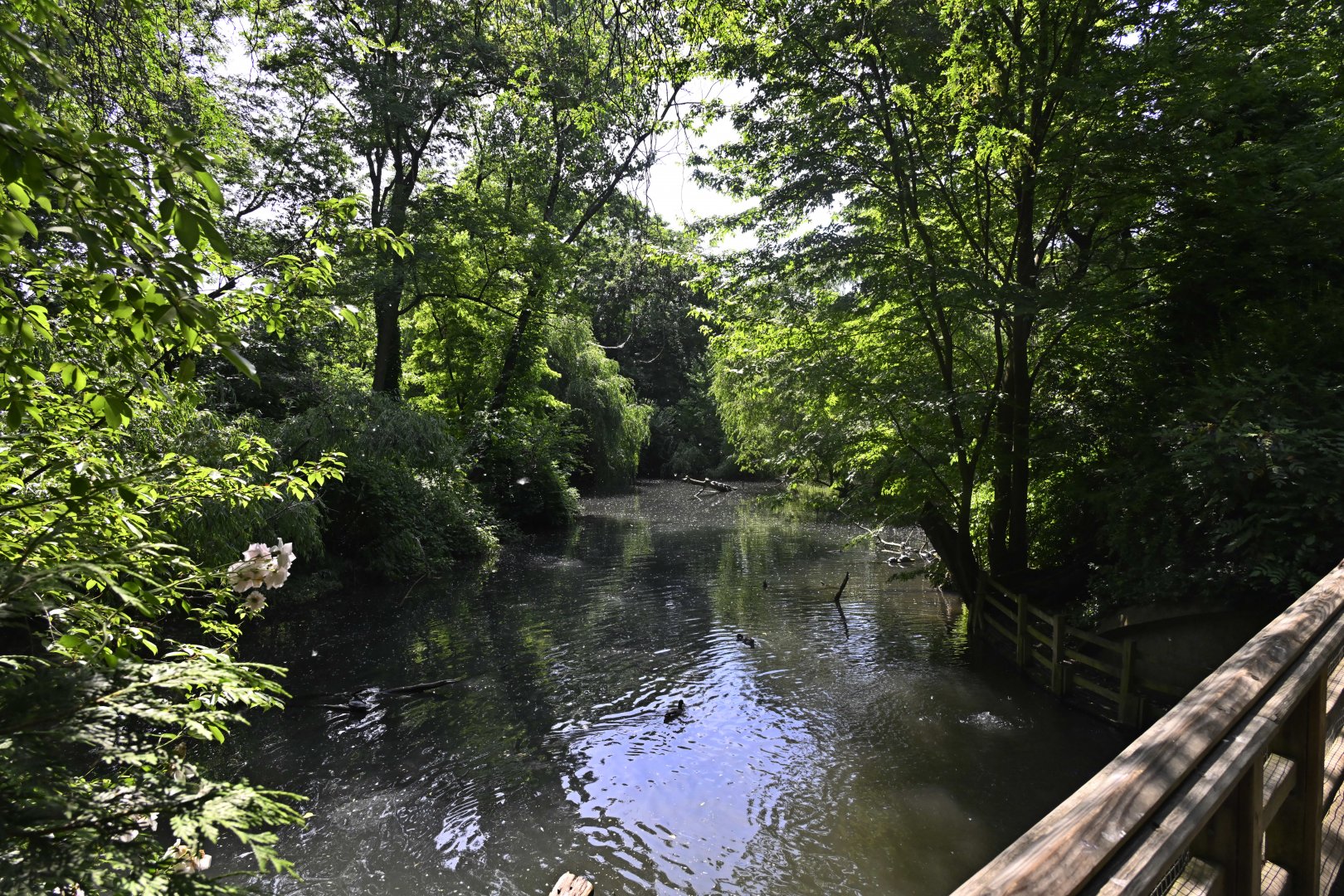 Wetlands - Landscape