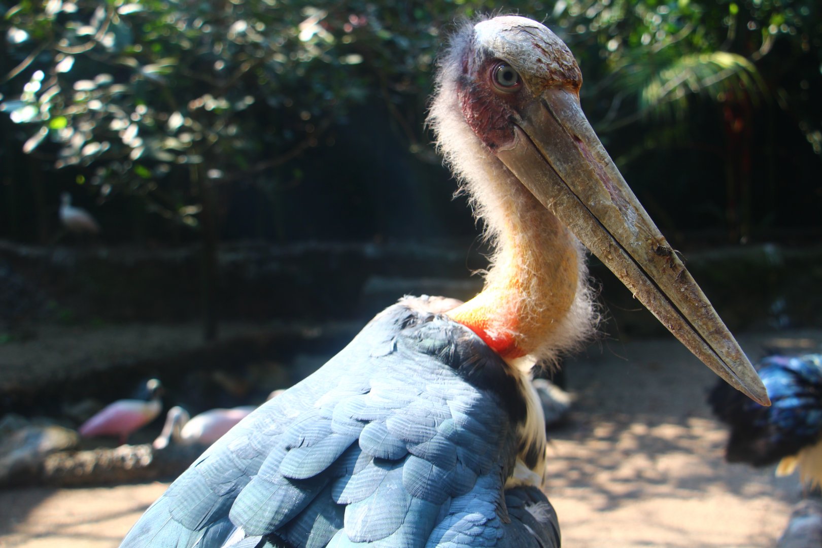 Wetlands - Lesser Adjutant Stork