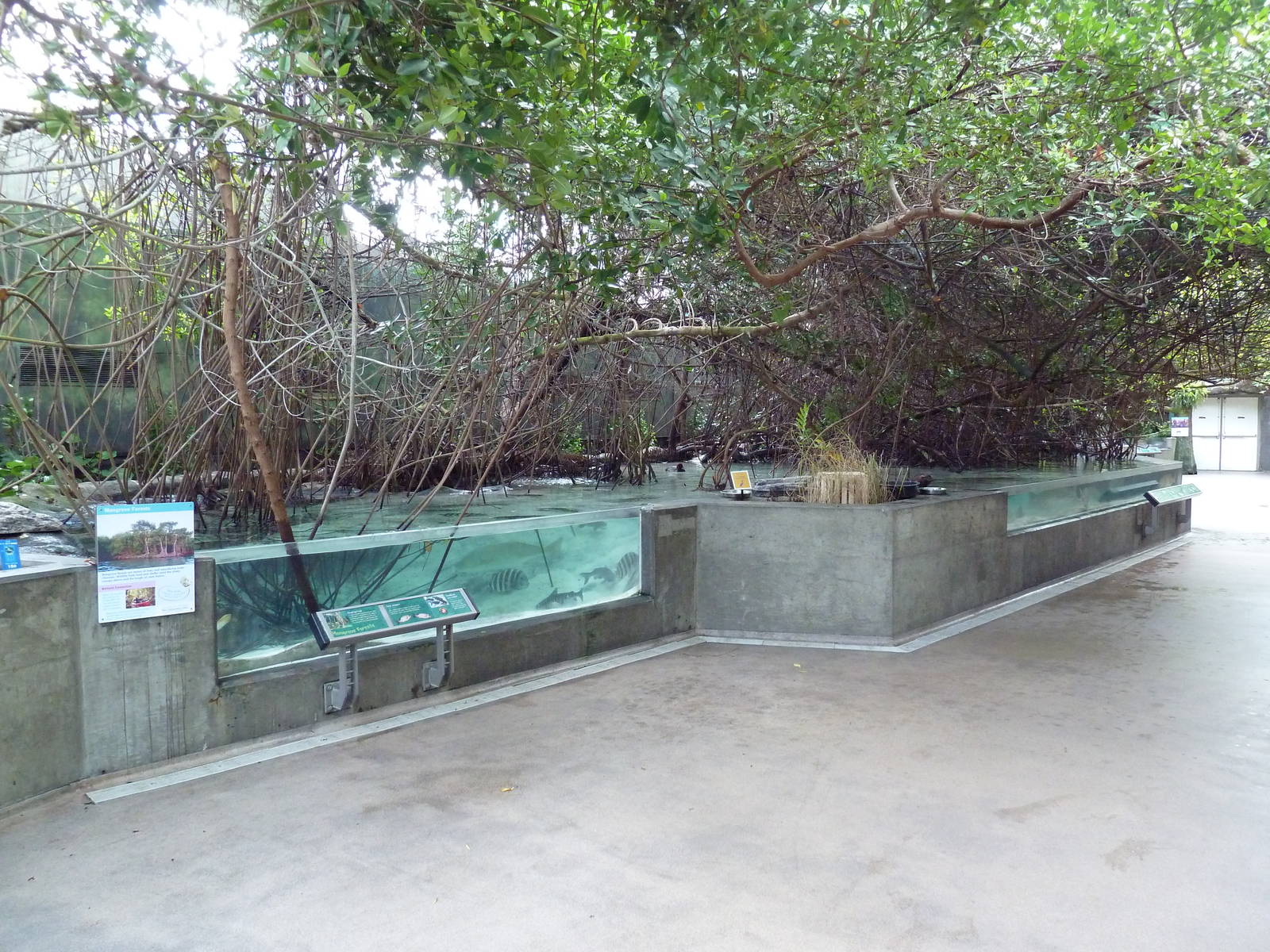 Wetlands - Mangrove Swamp Exhibit