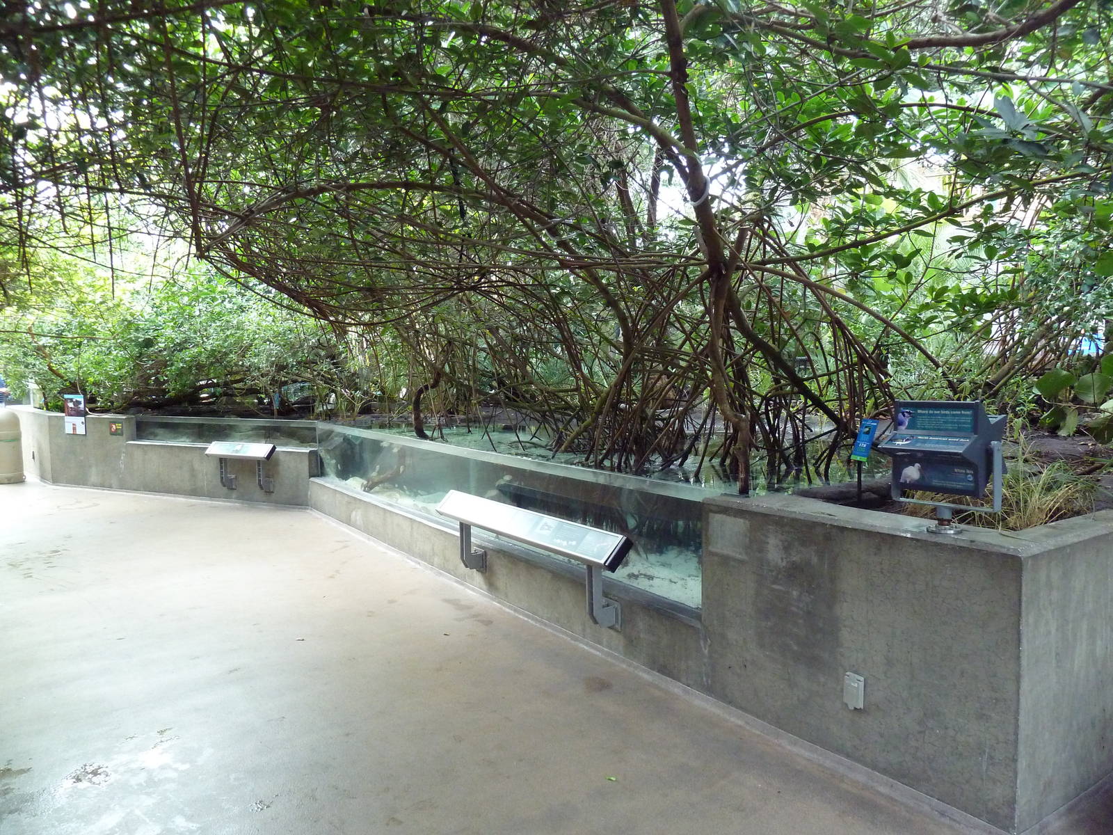 Wetlands - Mangrove Swamp Exhibit