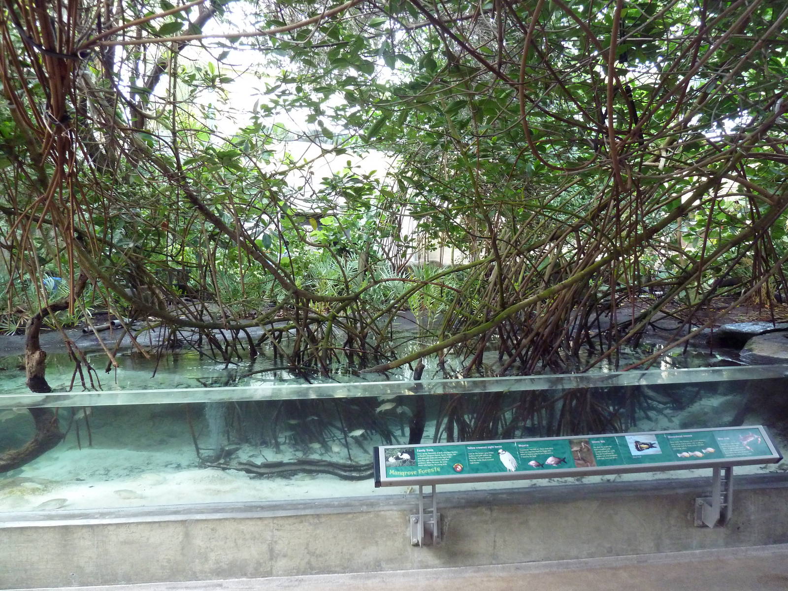 Wetlands - Mangrove Swamp Exhibit