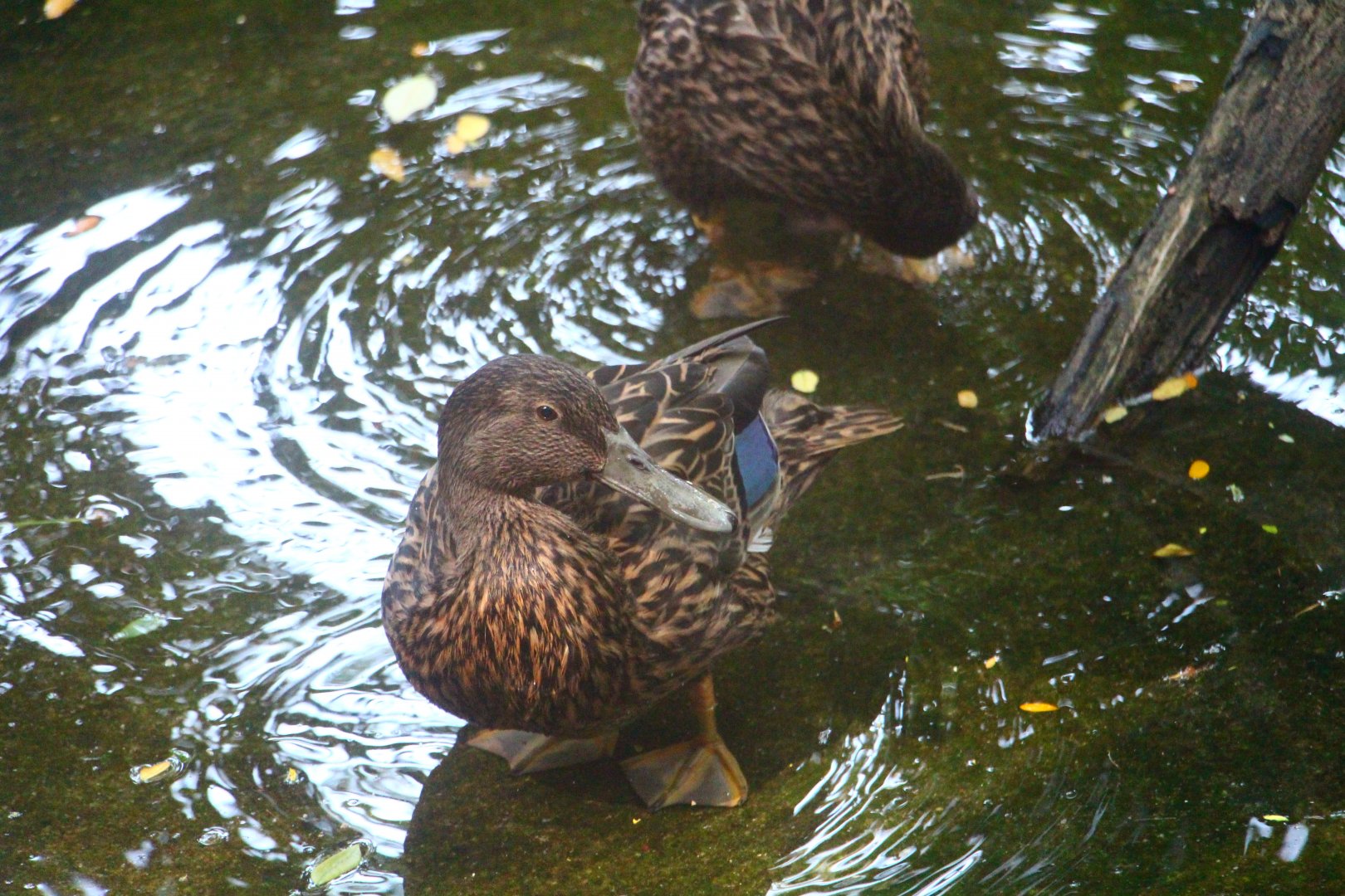 Wetlands - Meller's Duck