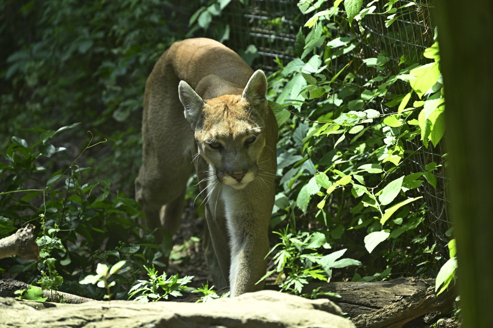 Wetlands - Mountain Lion (Puma concolor)