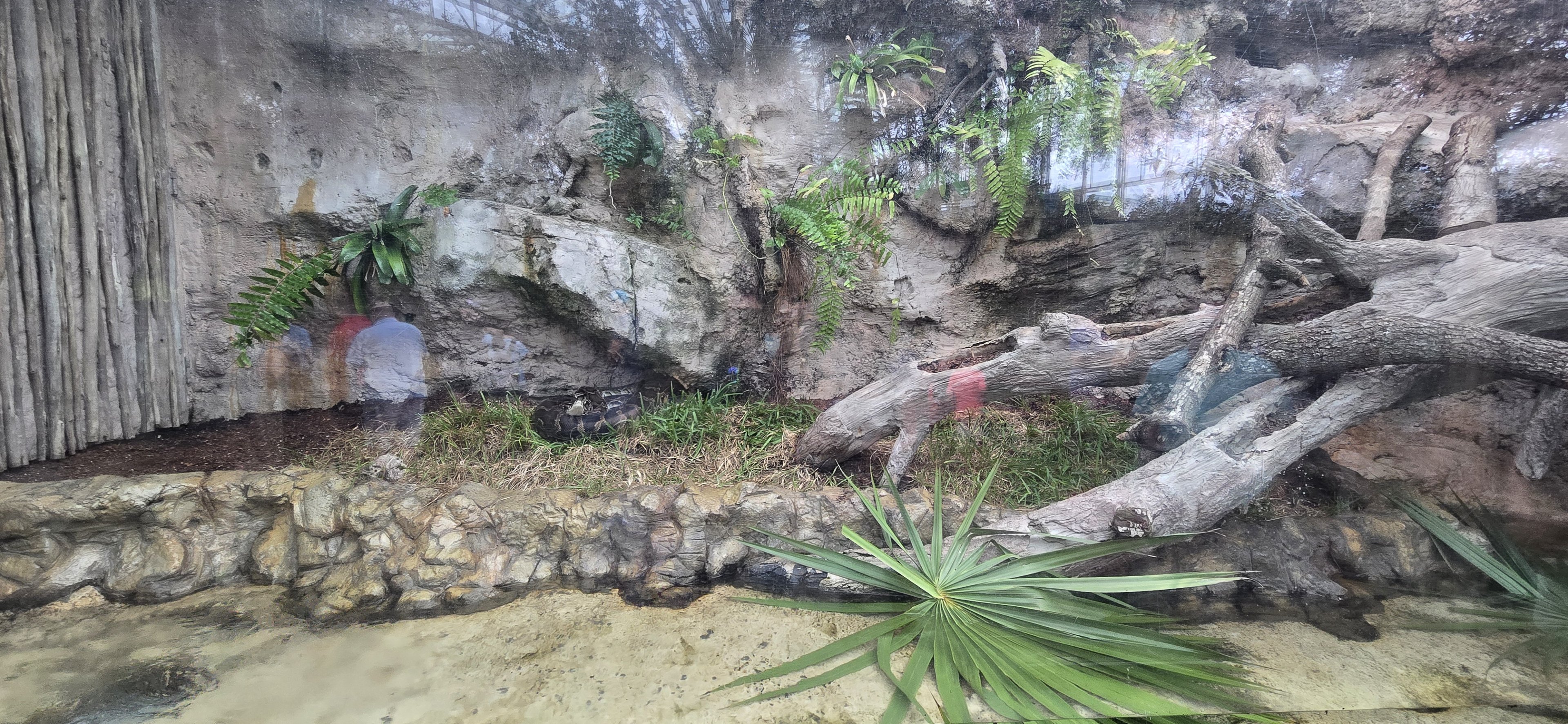 Wetlands - New Burmese python exhibit