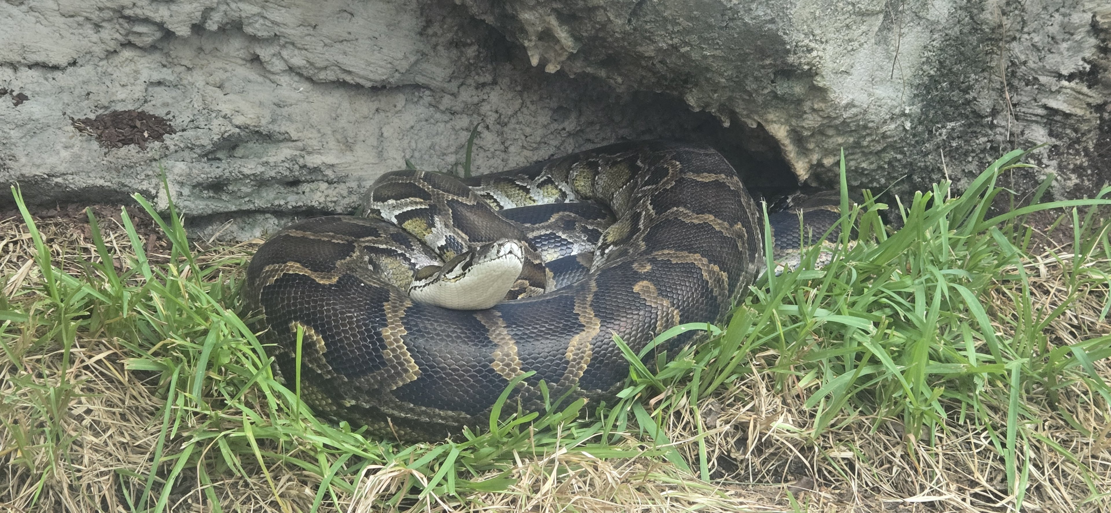 Wetlands - New Burmese python