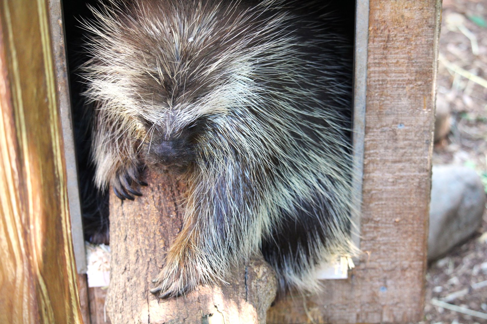 Wetlands - North American Porcupine