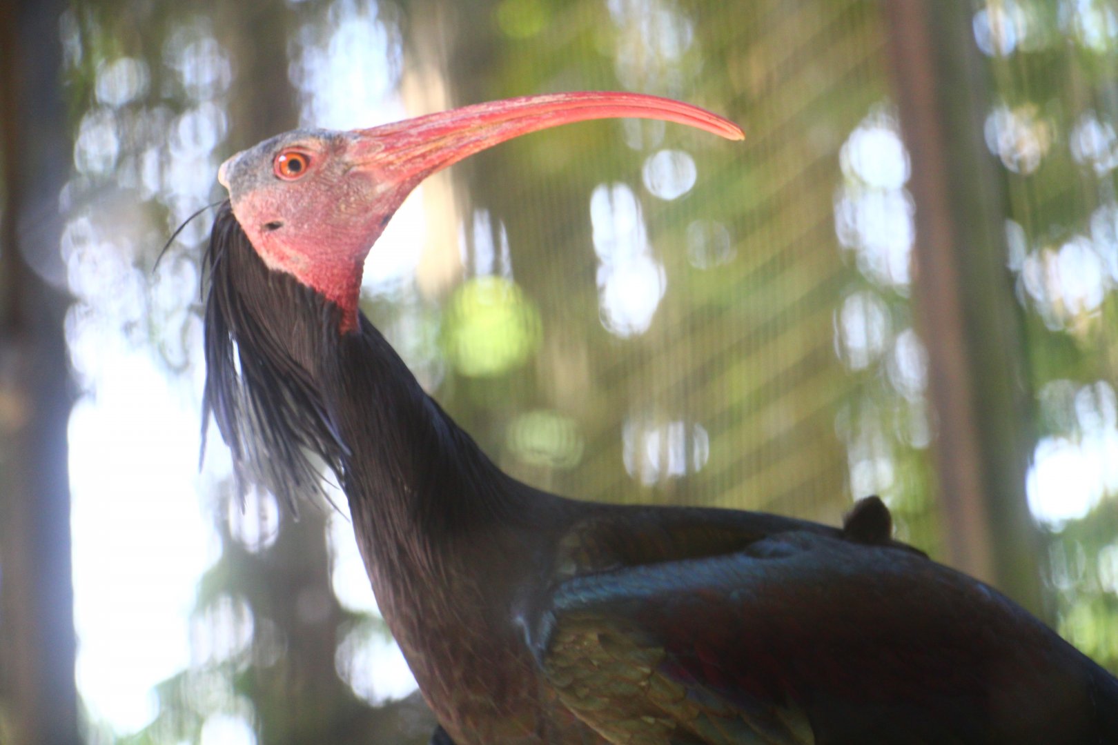Wetlands - Northern Bald Ibis
