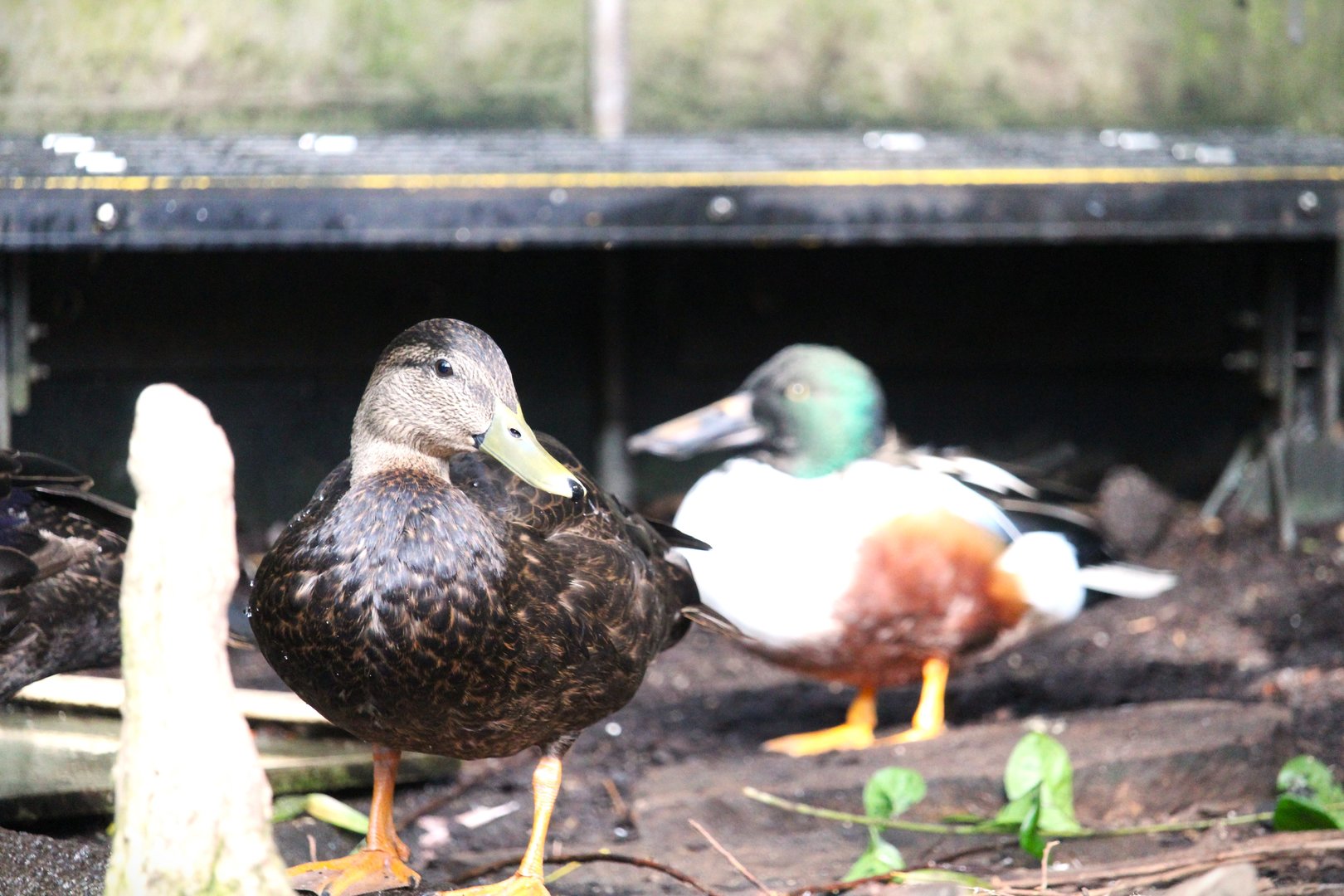 Wetlands of Florida - American Black Duck and Northern Shoveler