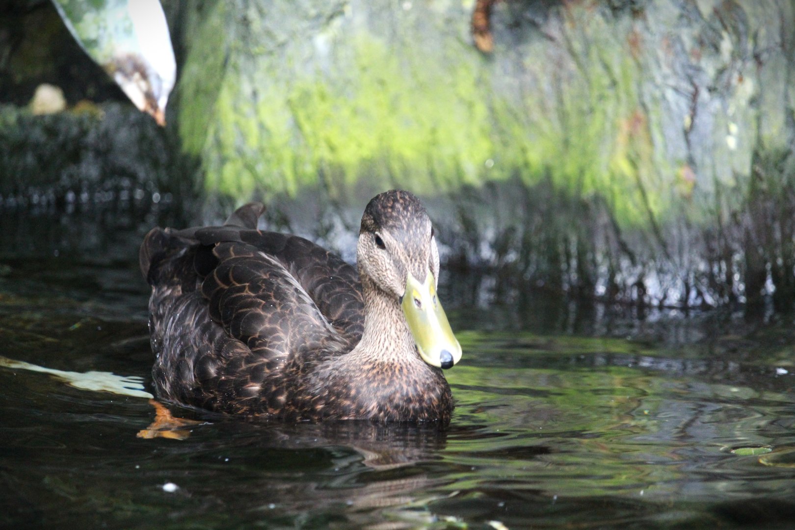 Wetlands of Florida - American Black Duck