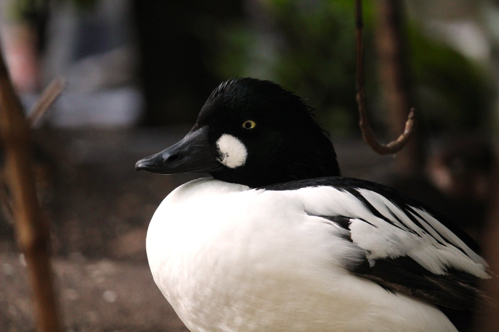 Wetlands of Florida - American Goldeneye