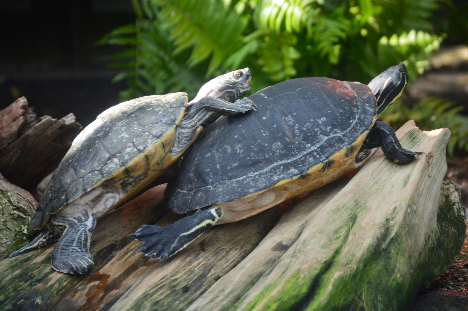 Wetlands of Florida - Barbours Map Turtle (Left)/Suwannee River Cooter (Right)