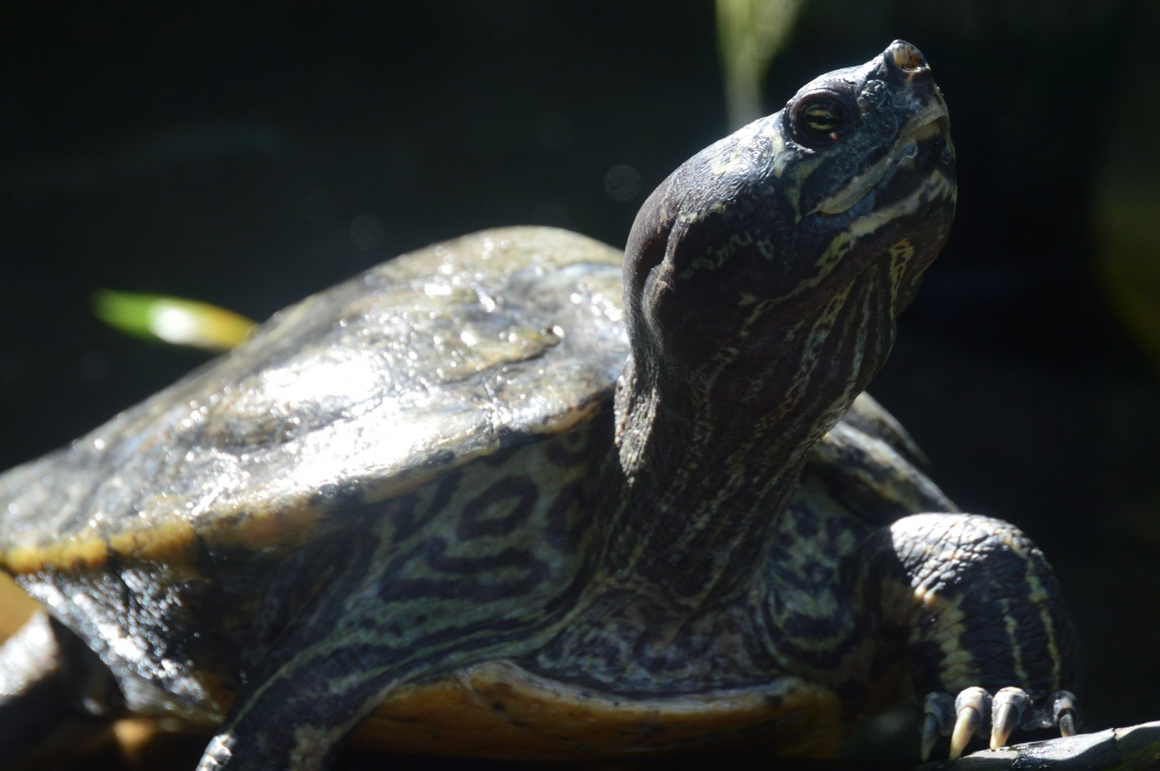 Wetlands of Florida - Barbour's Map Turtle