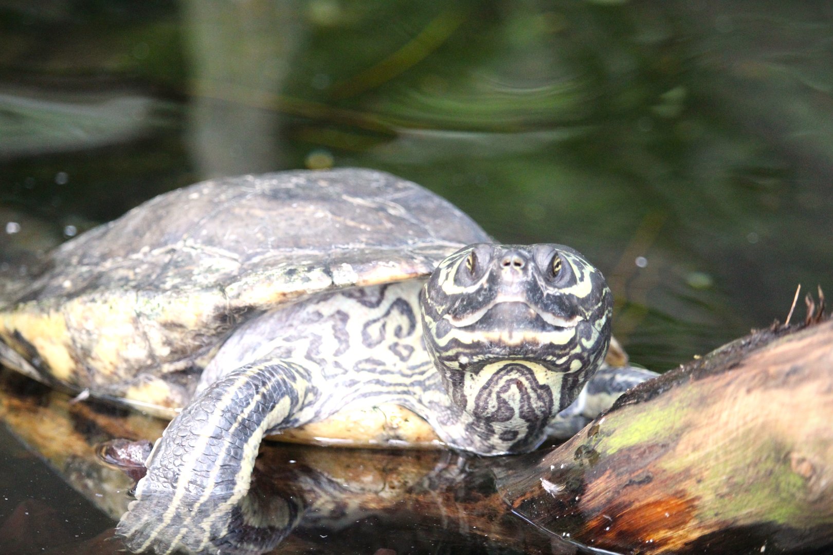 Wetlands of Florida - Barbour's Map Turtle