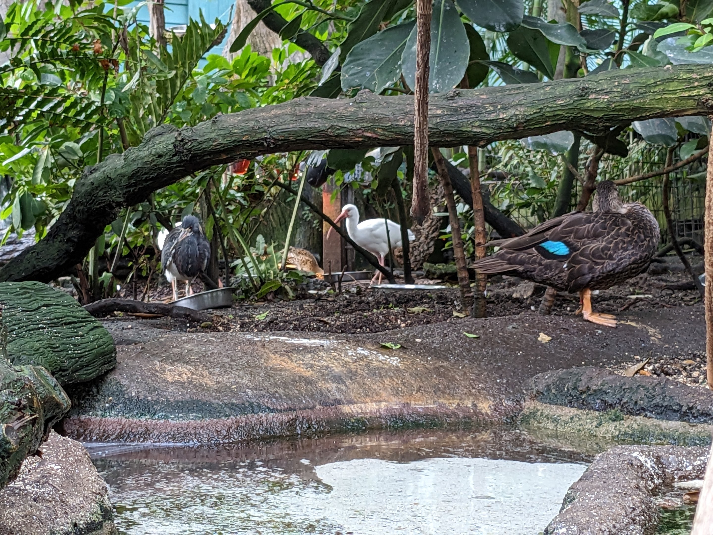 Wetlands of Florida - birds