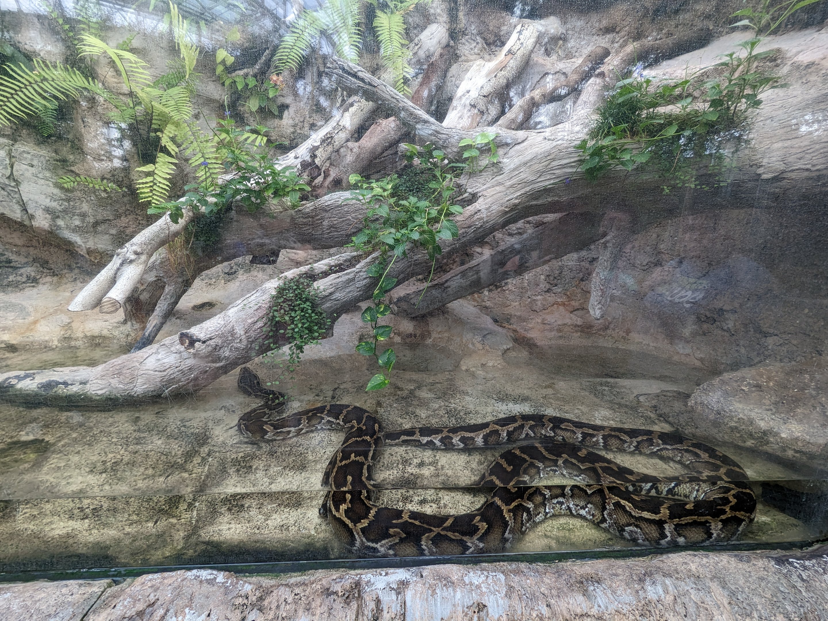 Wetlands of Florida - Burmese python