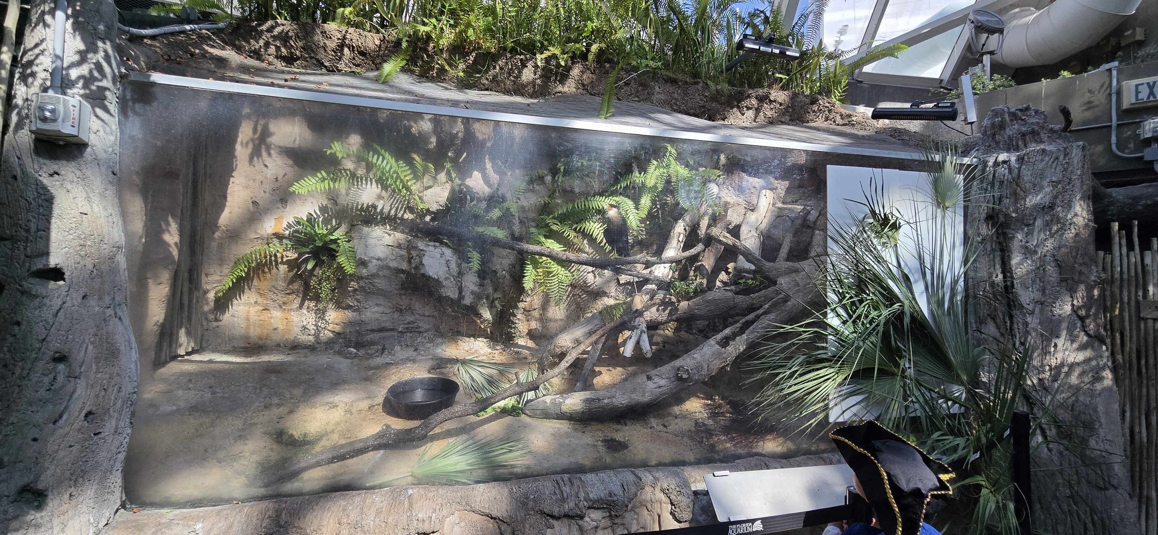Wetlands of Florida - crested caracara enclosure