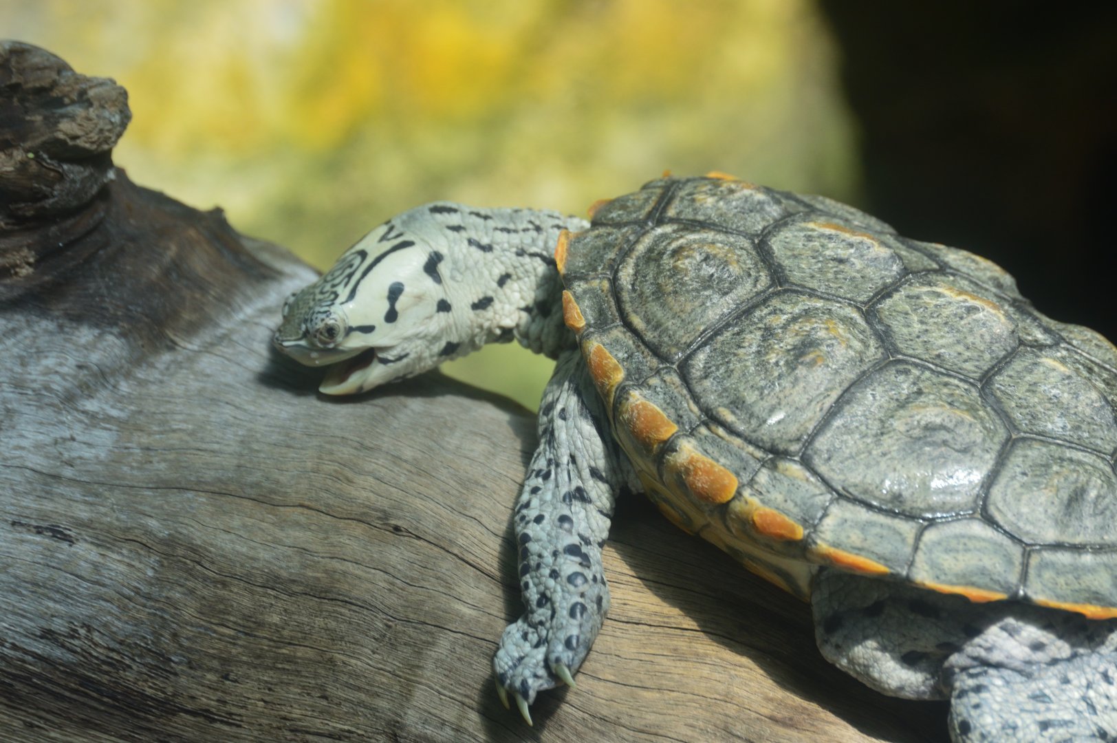 Wetlands of Florida - Diamondback Terrapin