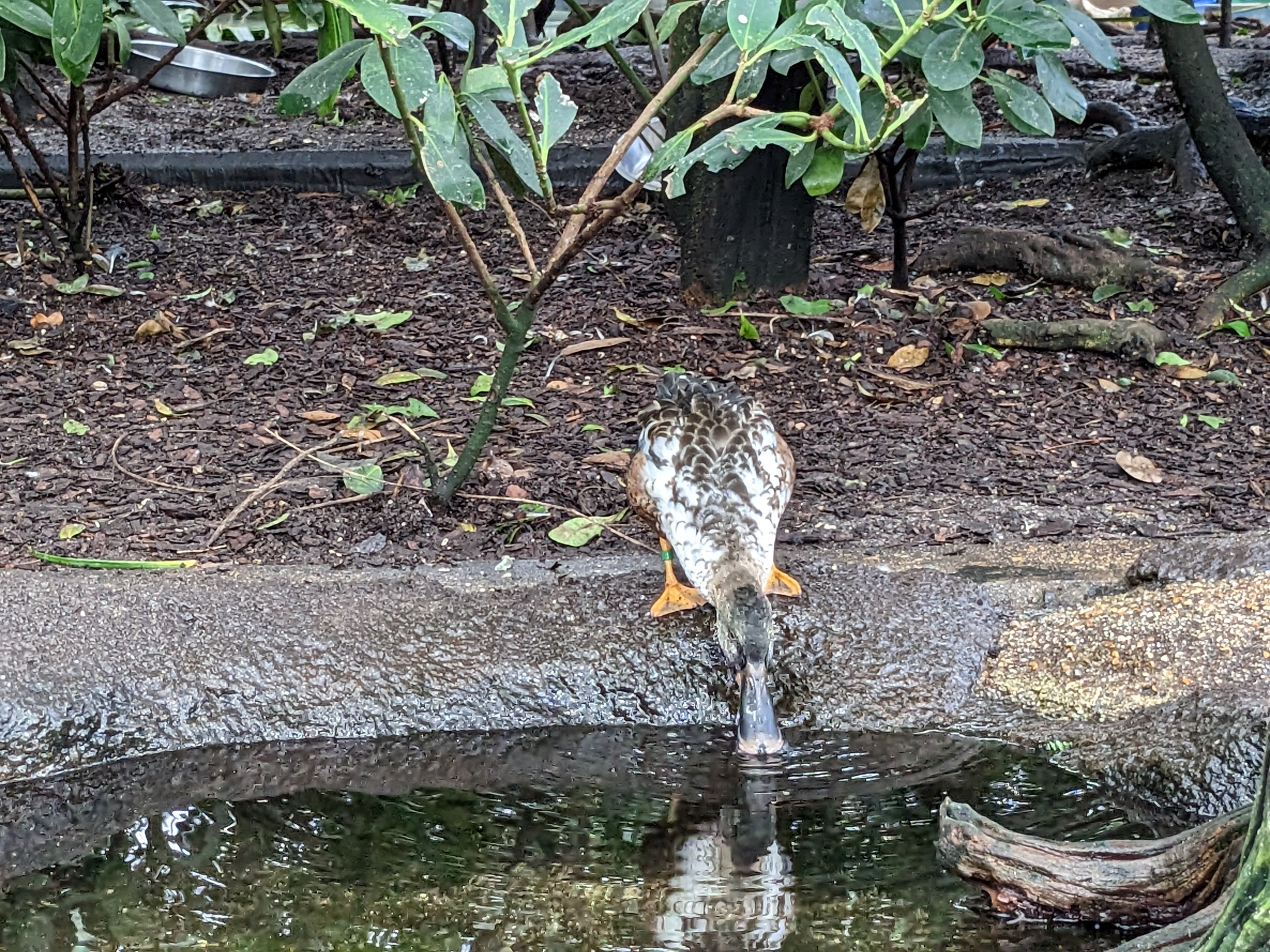 Wetlands of Florida - Duck