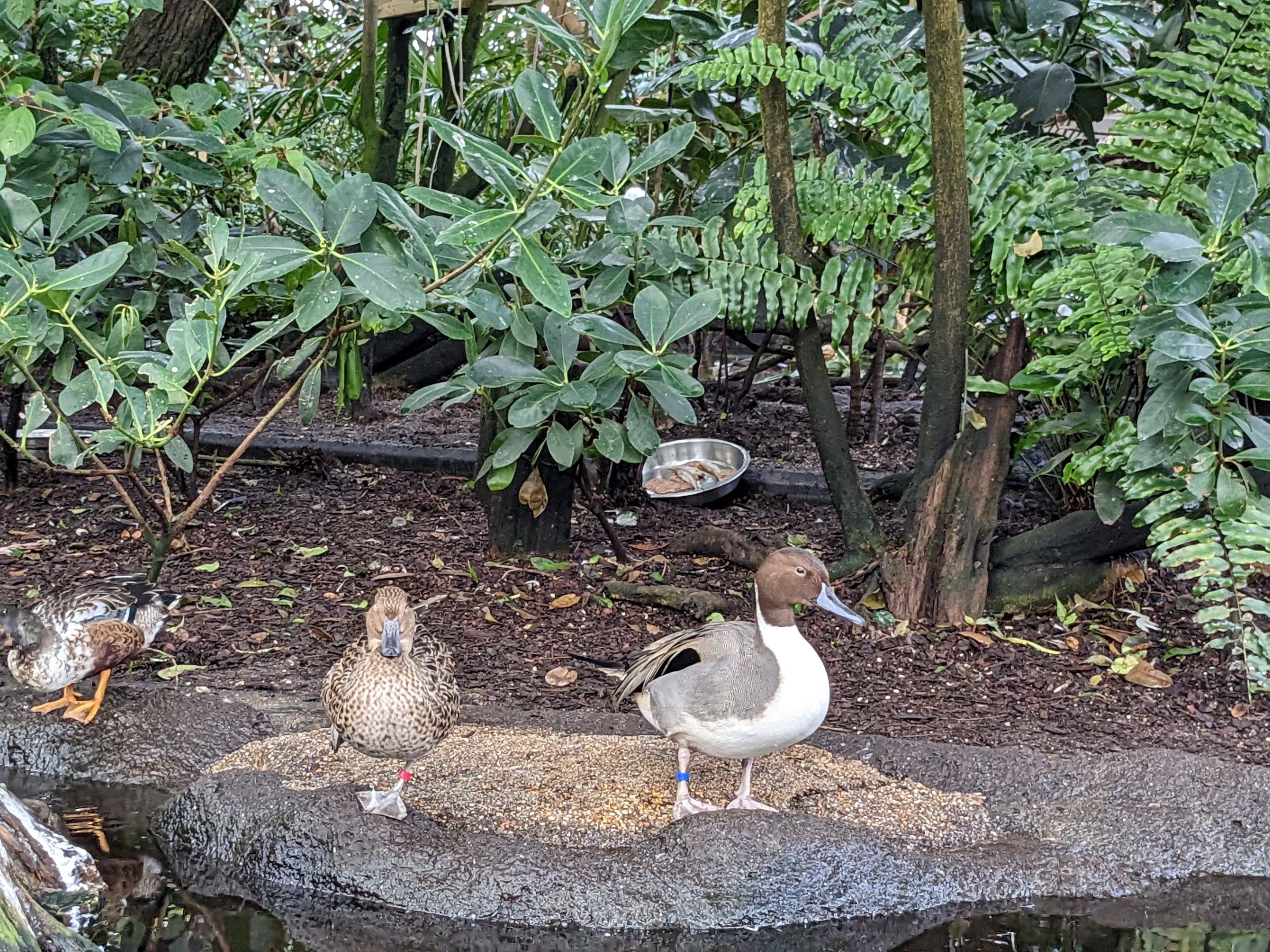 Wetlands of Florida - ducks