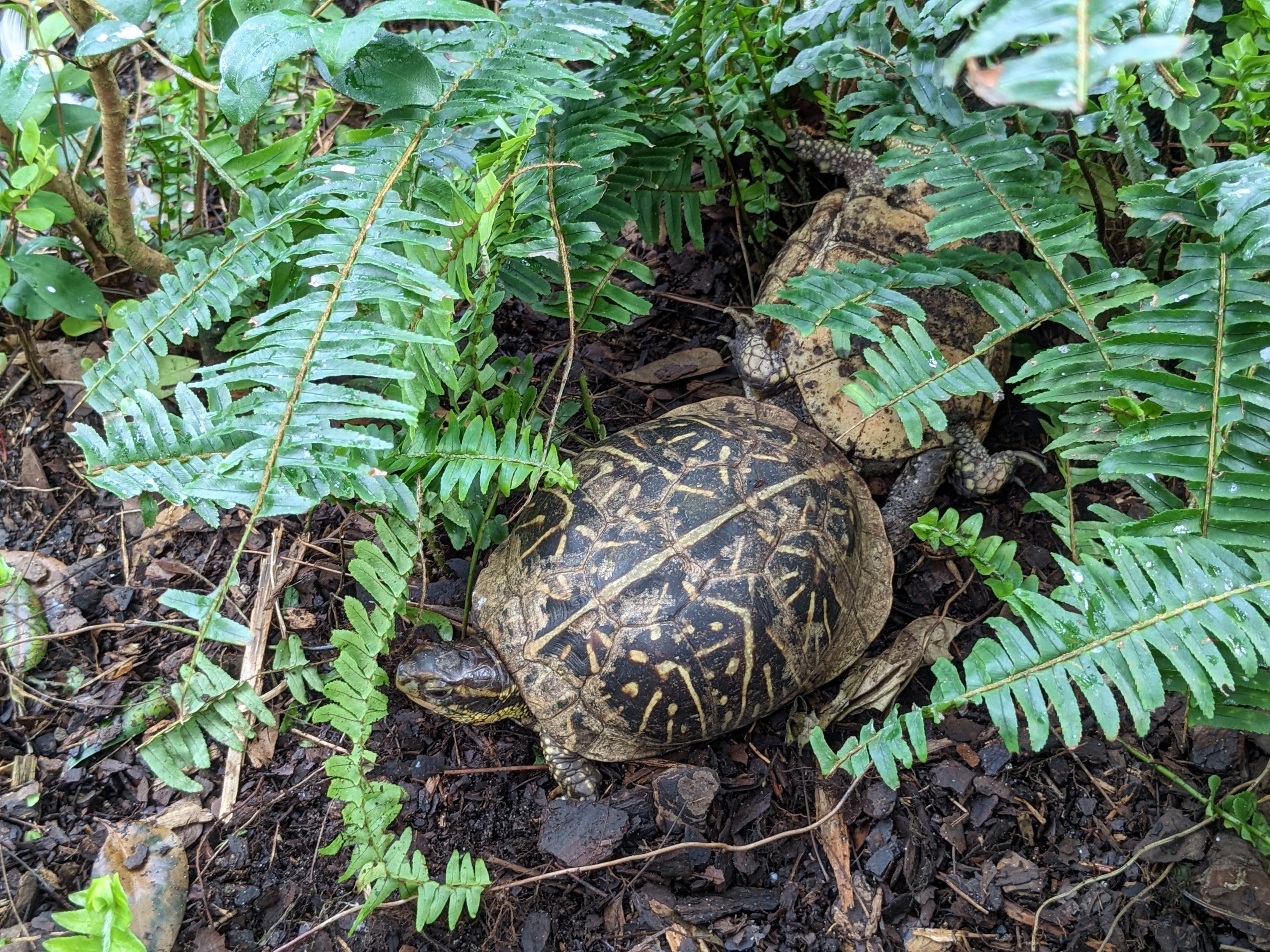 Wetlands of Florida - Florida box turtle