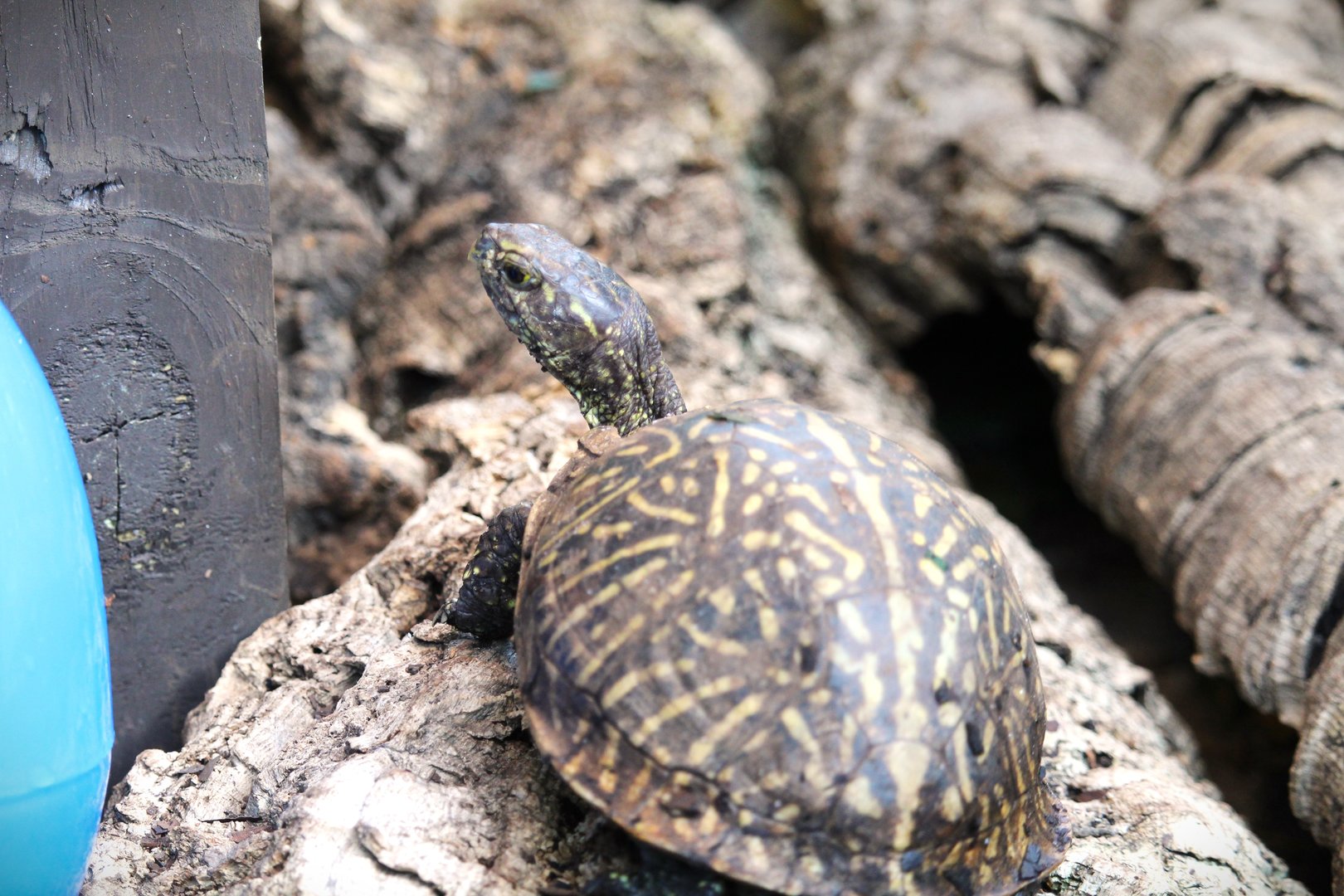 Wetlands of Florida - Florida Box Turtle