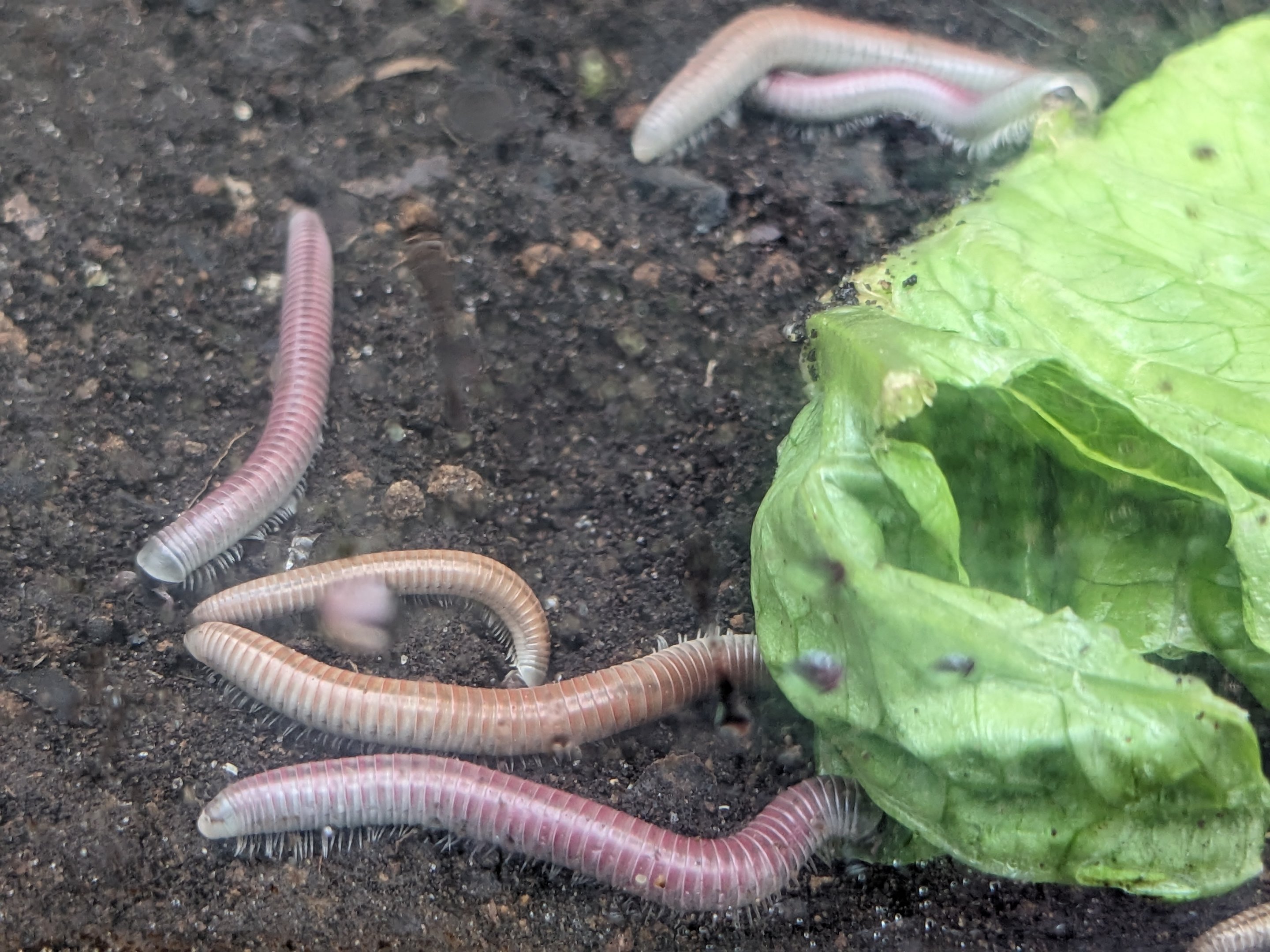 Wetlands of Florida - Florida ivory millipeade