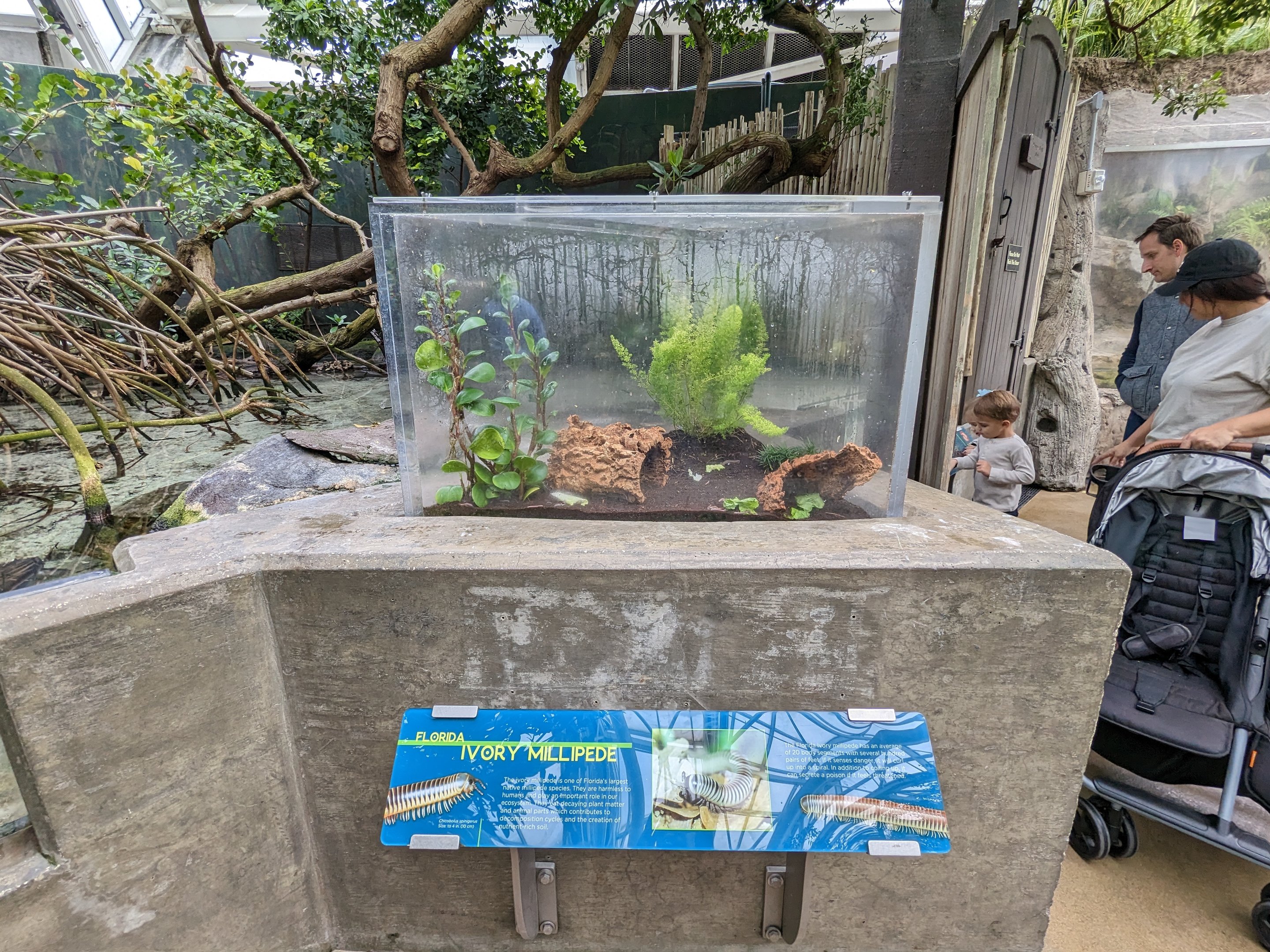 Wetlands of Florida - Florida ivory millipeade