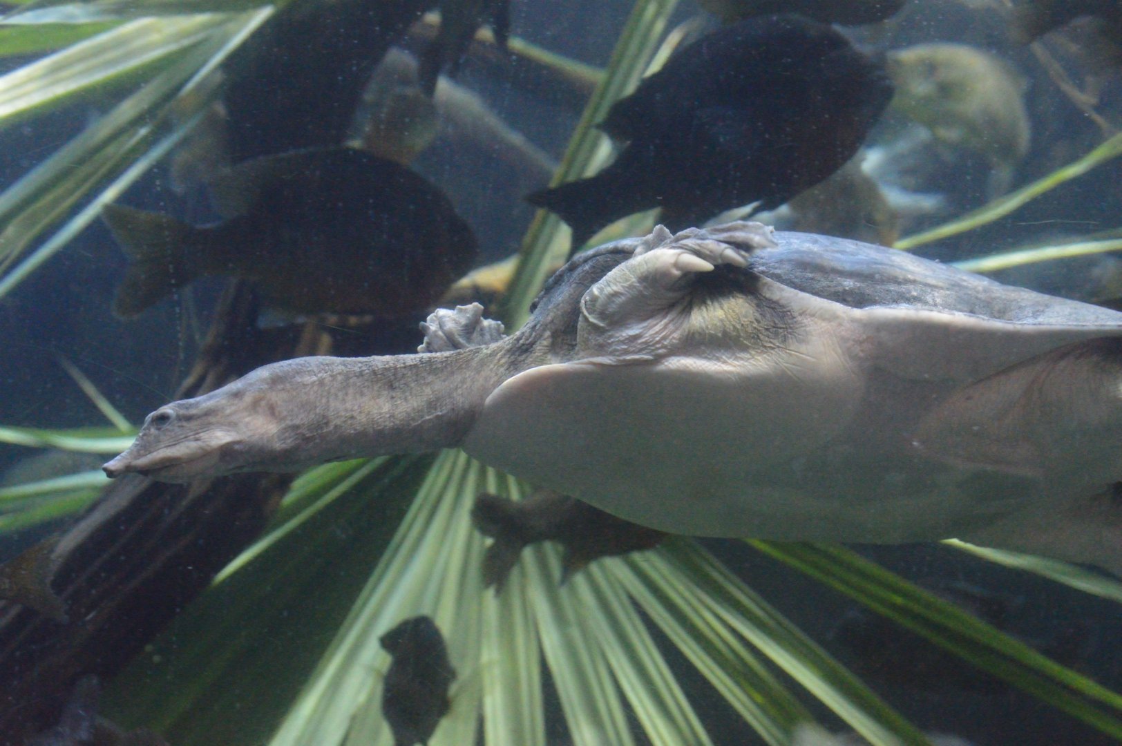 Wetlands of Florida - Florida Softshell Turtle