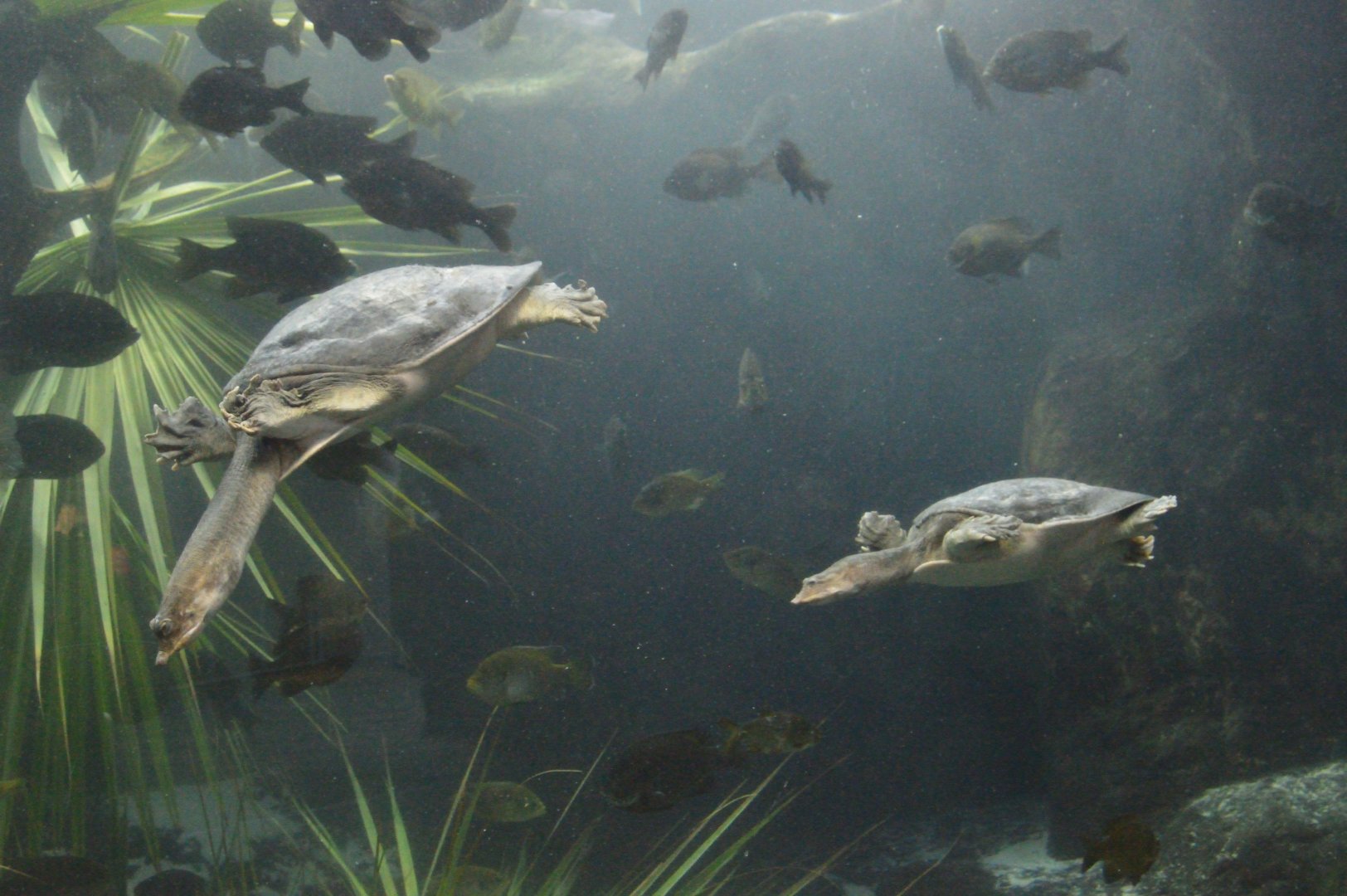 Wetlands of Florida - Florida Softshell Turtle