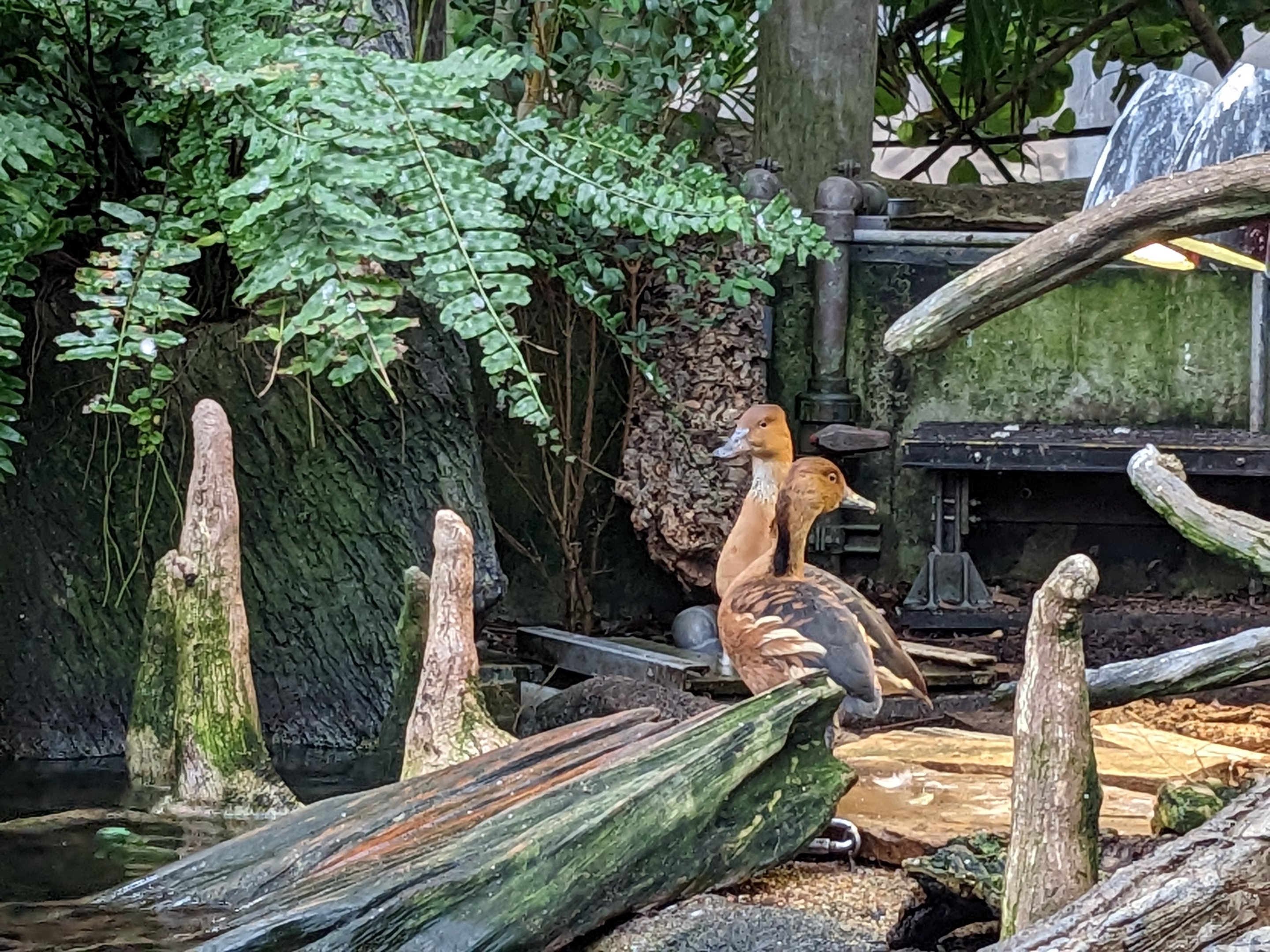 Wetlands of Florida - Fulvous whistling ducks