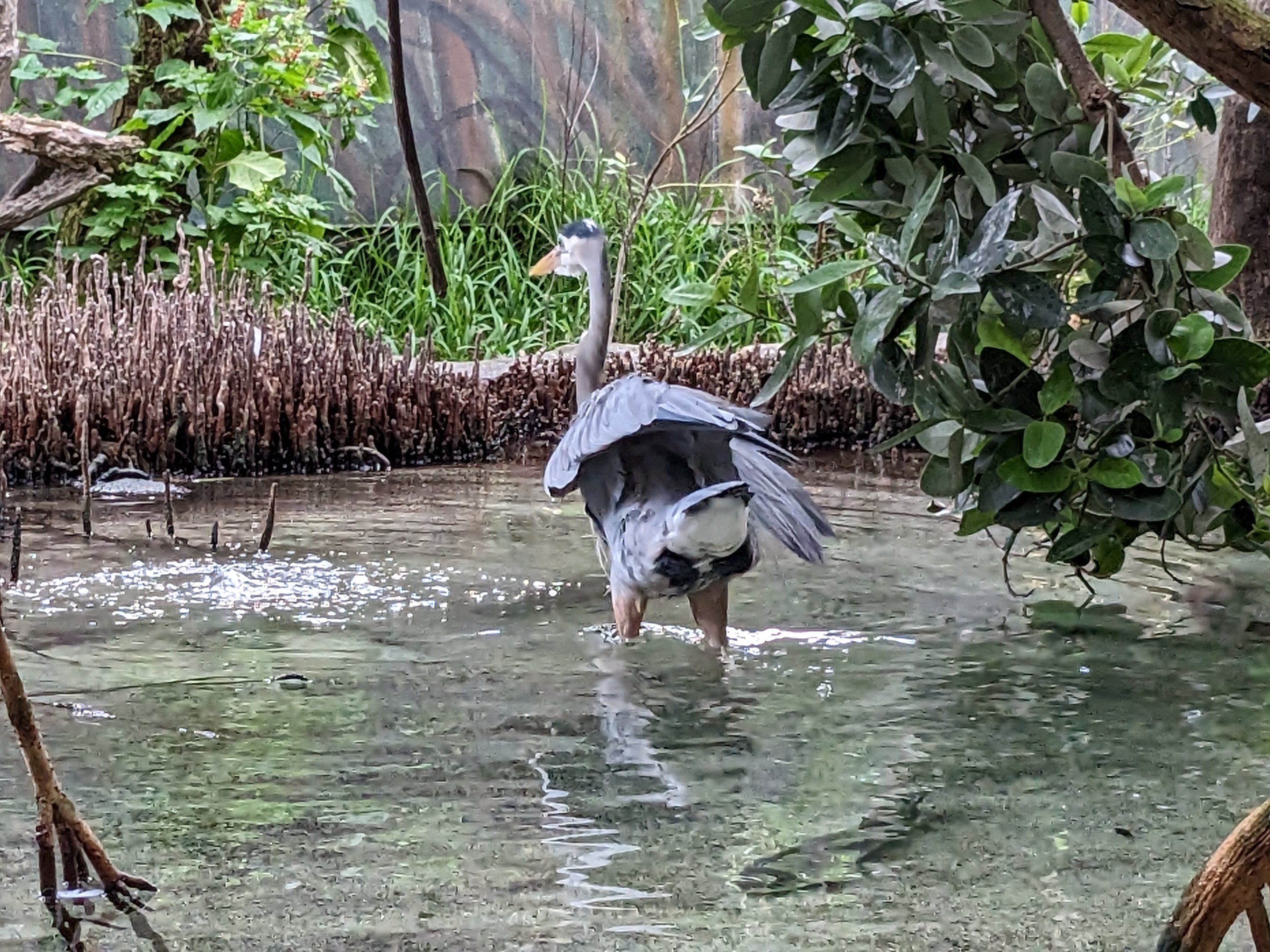 Wetlands of Florida -  great blue heron