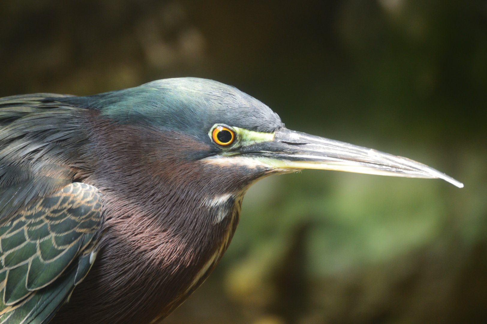 Wetlands of Florida - Green Heron