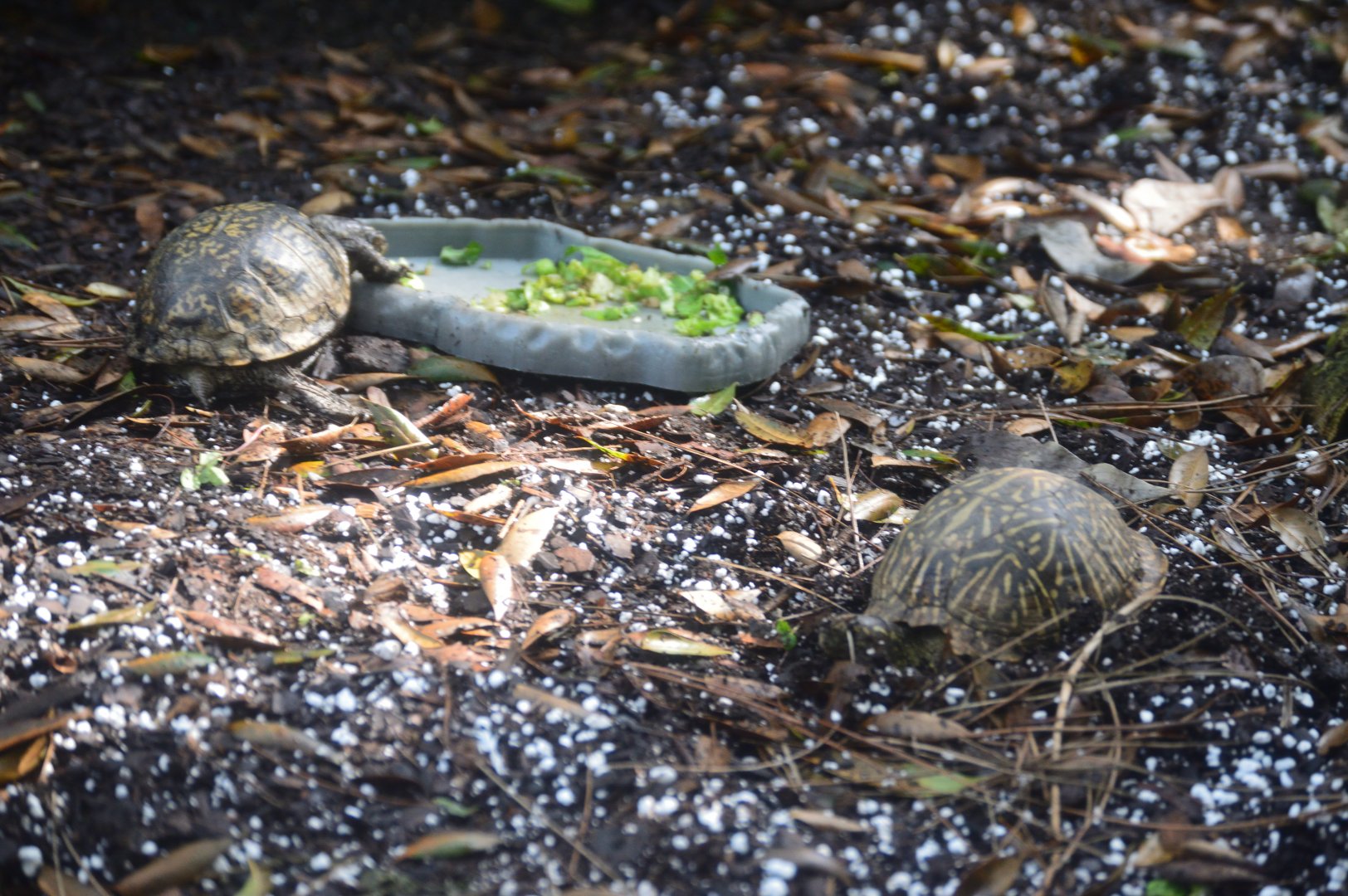 Wetlands of Florida - Gulf Coast Box Turtle (Left)/Florida Box Turtle (Right)