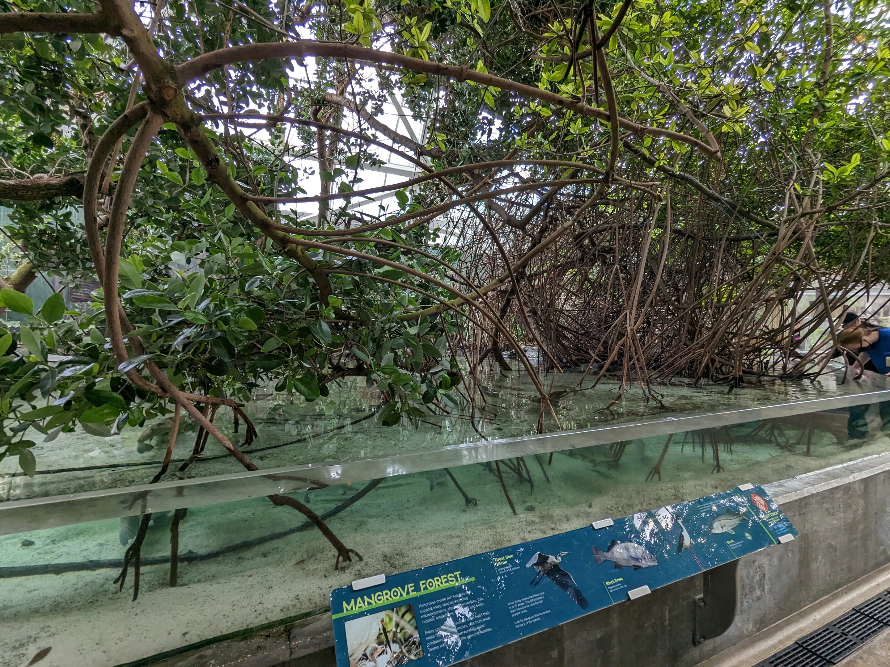Wetlands of Florida - mangrove forest