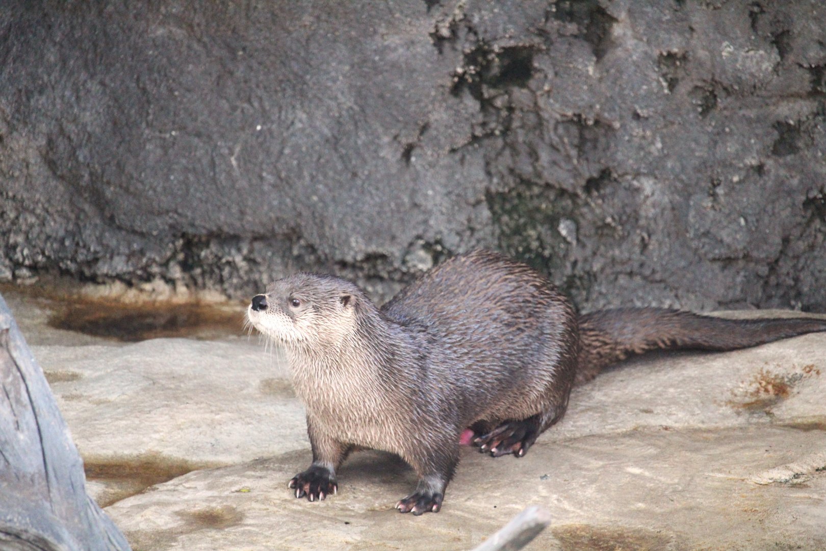 Wetlands of Florida - North American River Otter