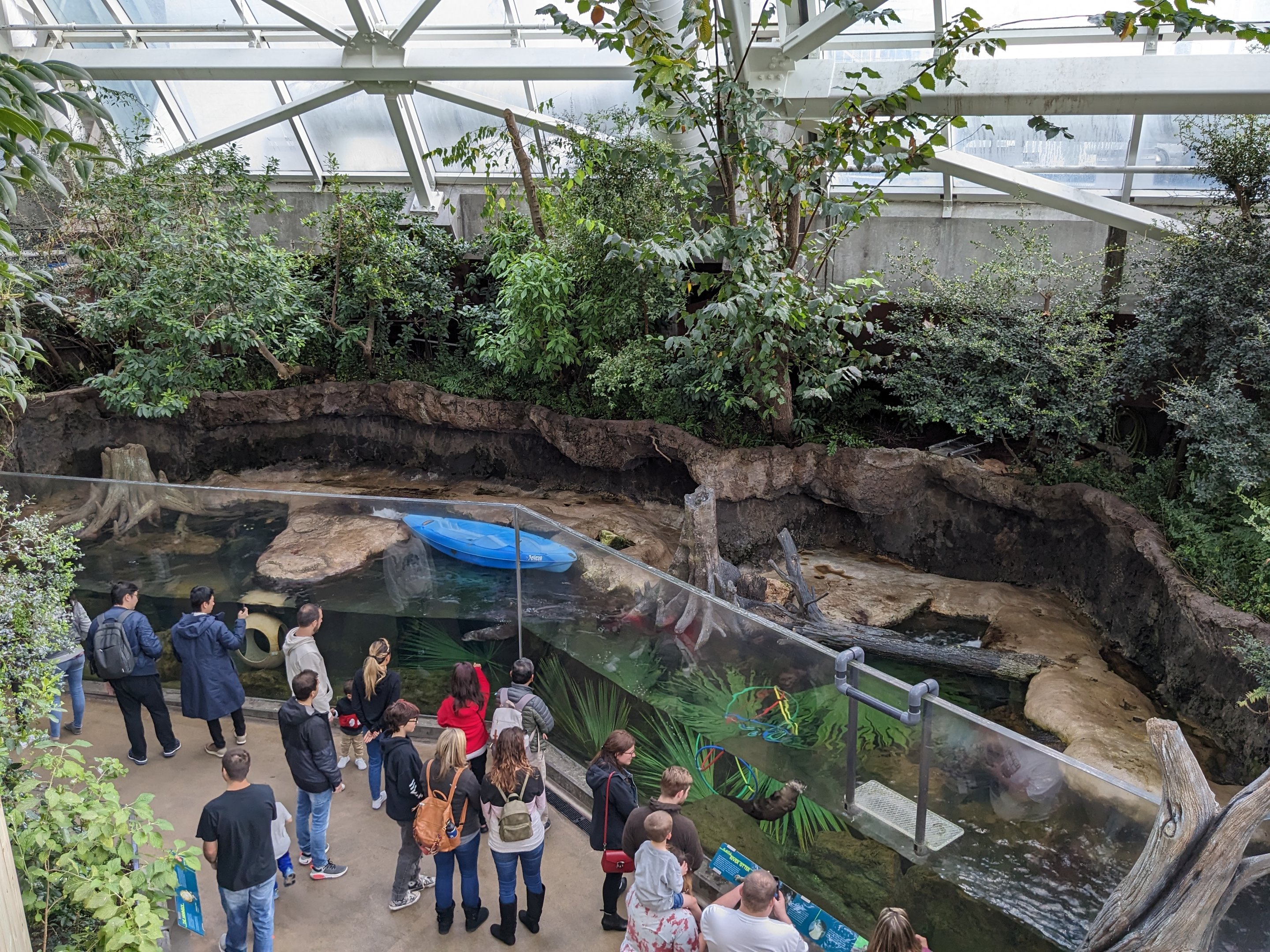 Wetlands of Florida - otters from above