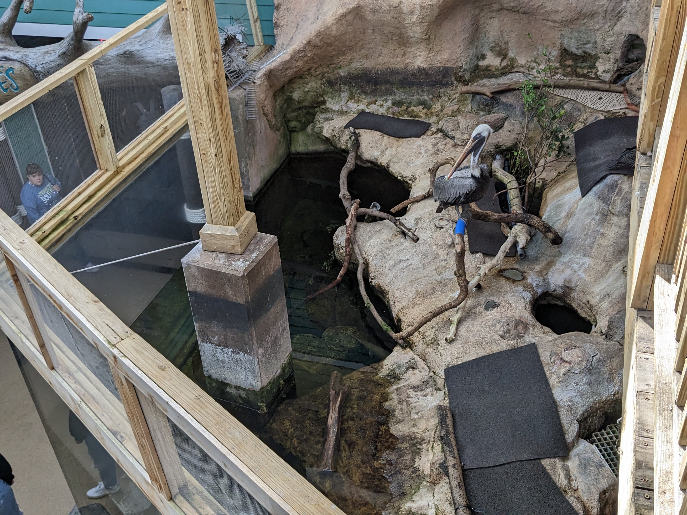 Wetlands of Florida - pelican and cormorant enclosure from above
