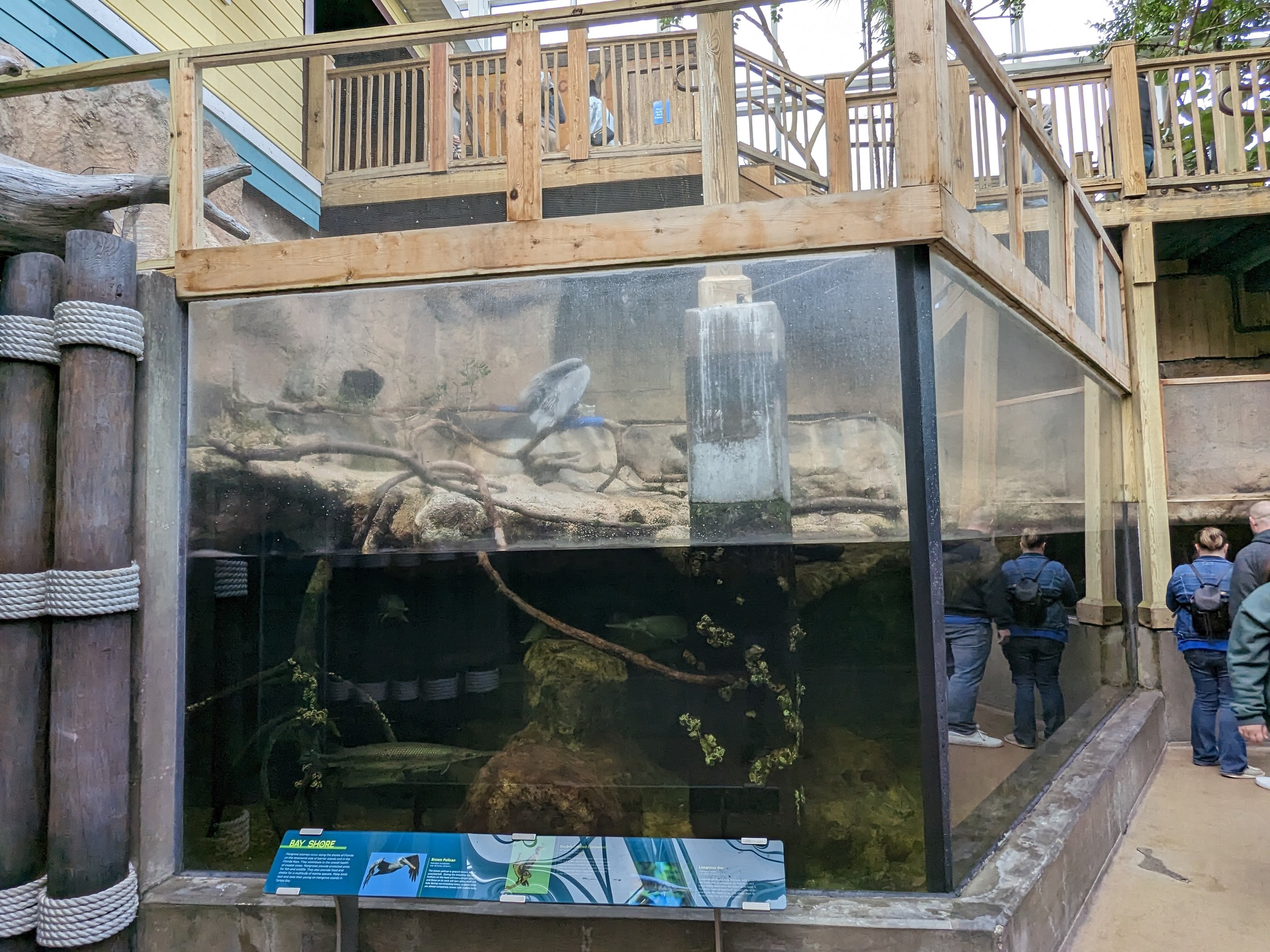 Wetlands of Florida -  pelican and cormorant enclosure