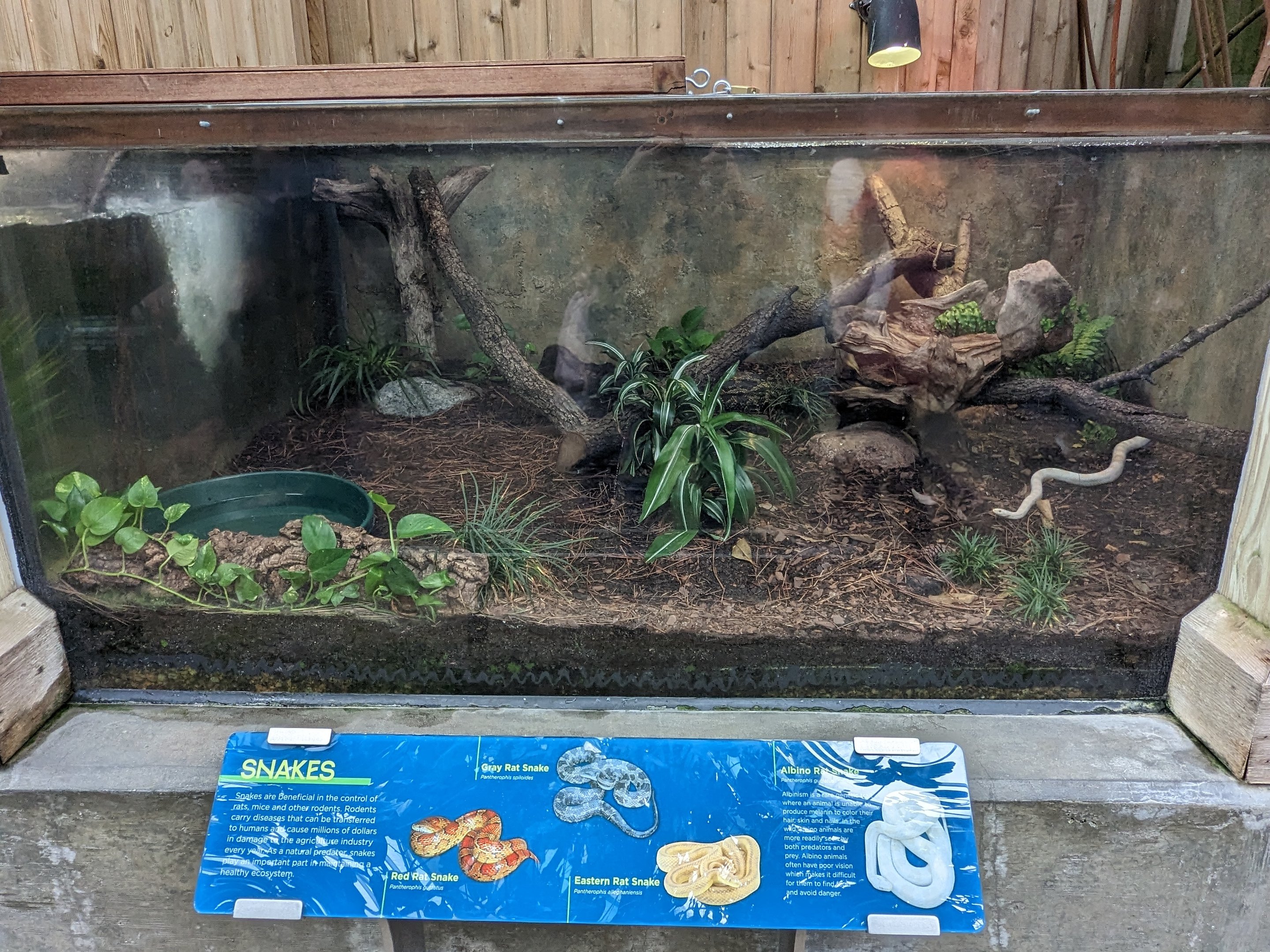 Wetlands of Florida - rat snakes