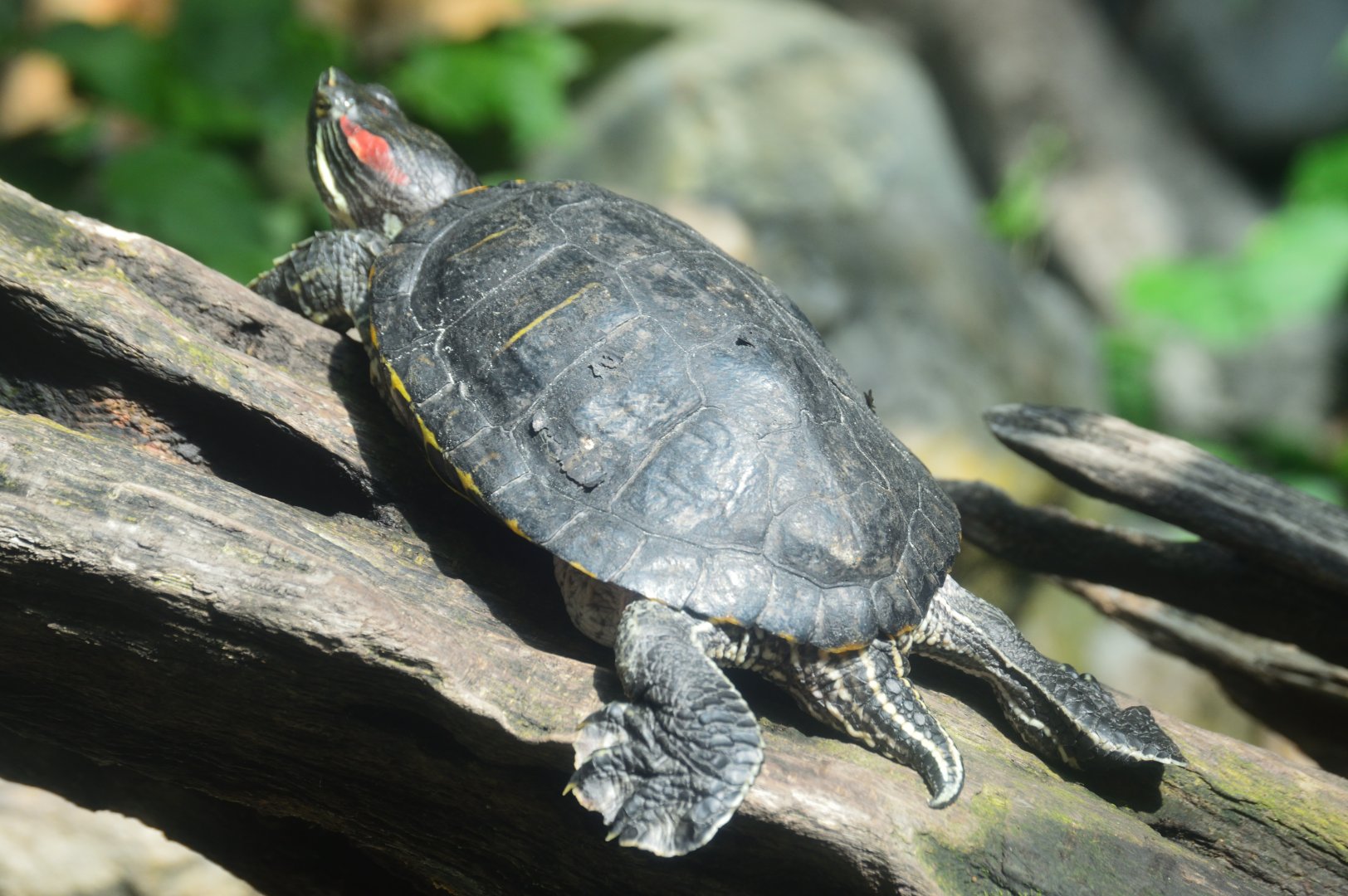 Wetlands of Florida - Red-eared Slider