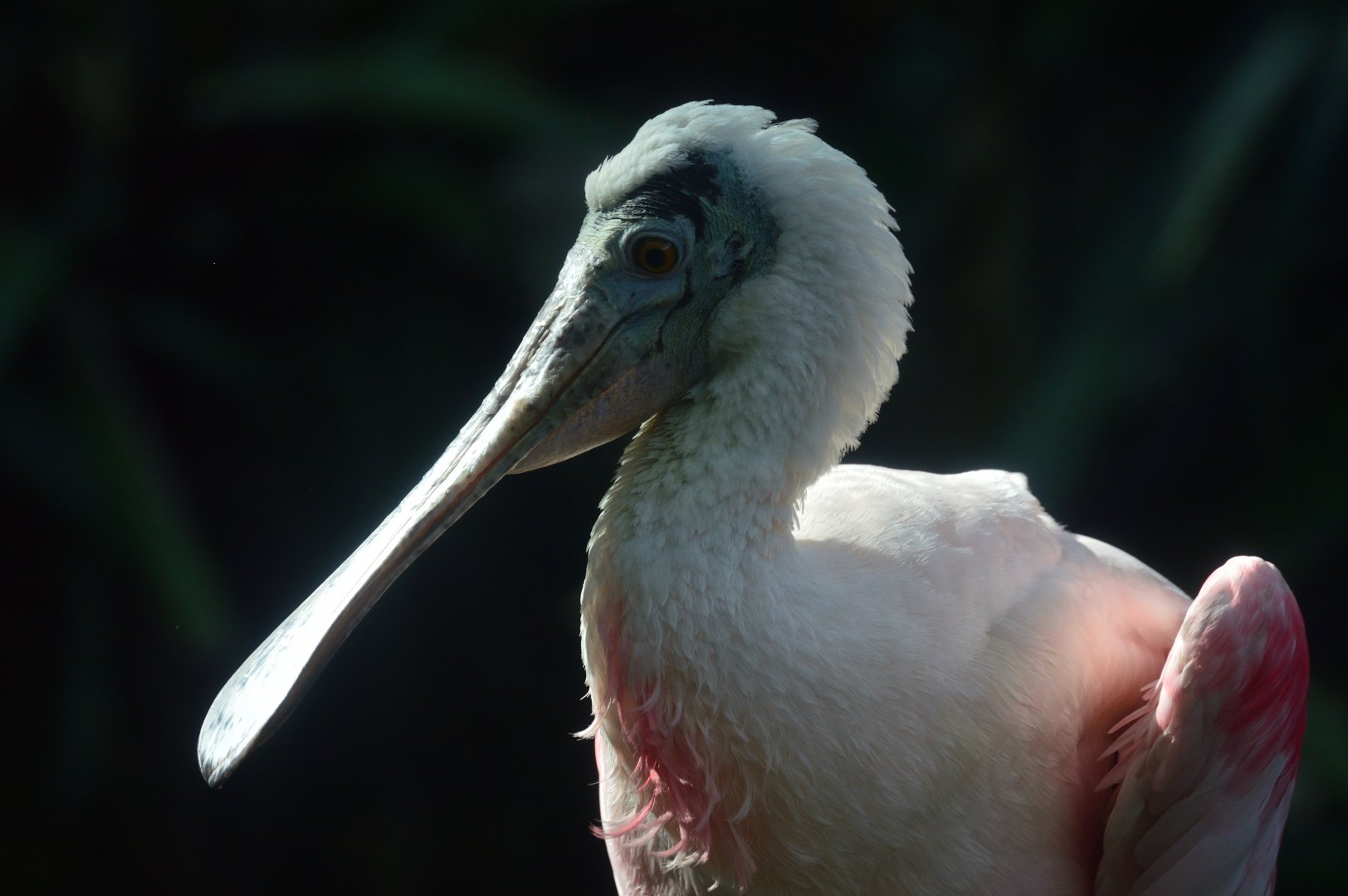 Wetlands of Florida - Rosette Spoonbill