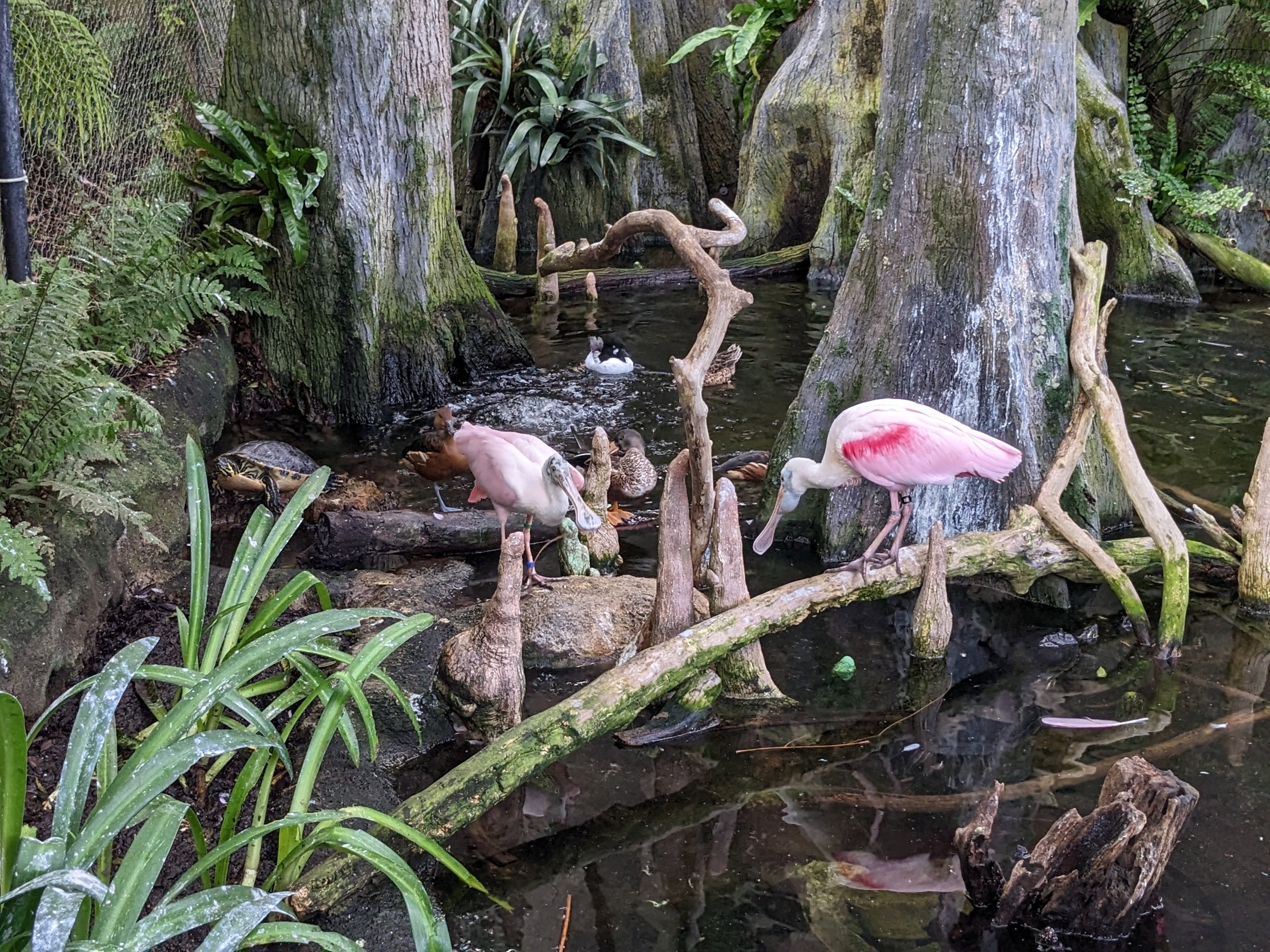 Wetlands of Florida - rosette spoonbill