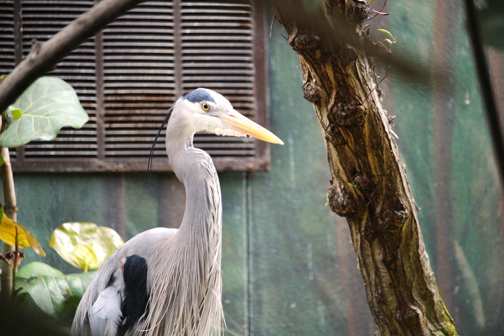 Wetlands of Florida - Ward's Great Blue Heron