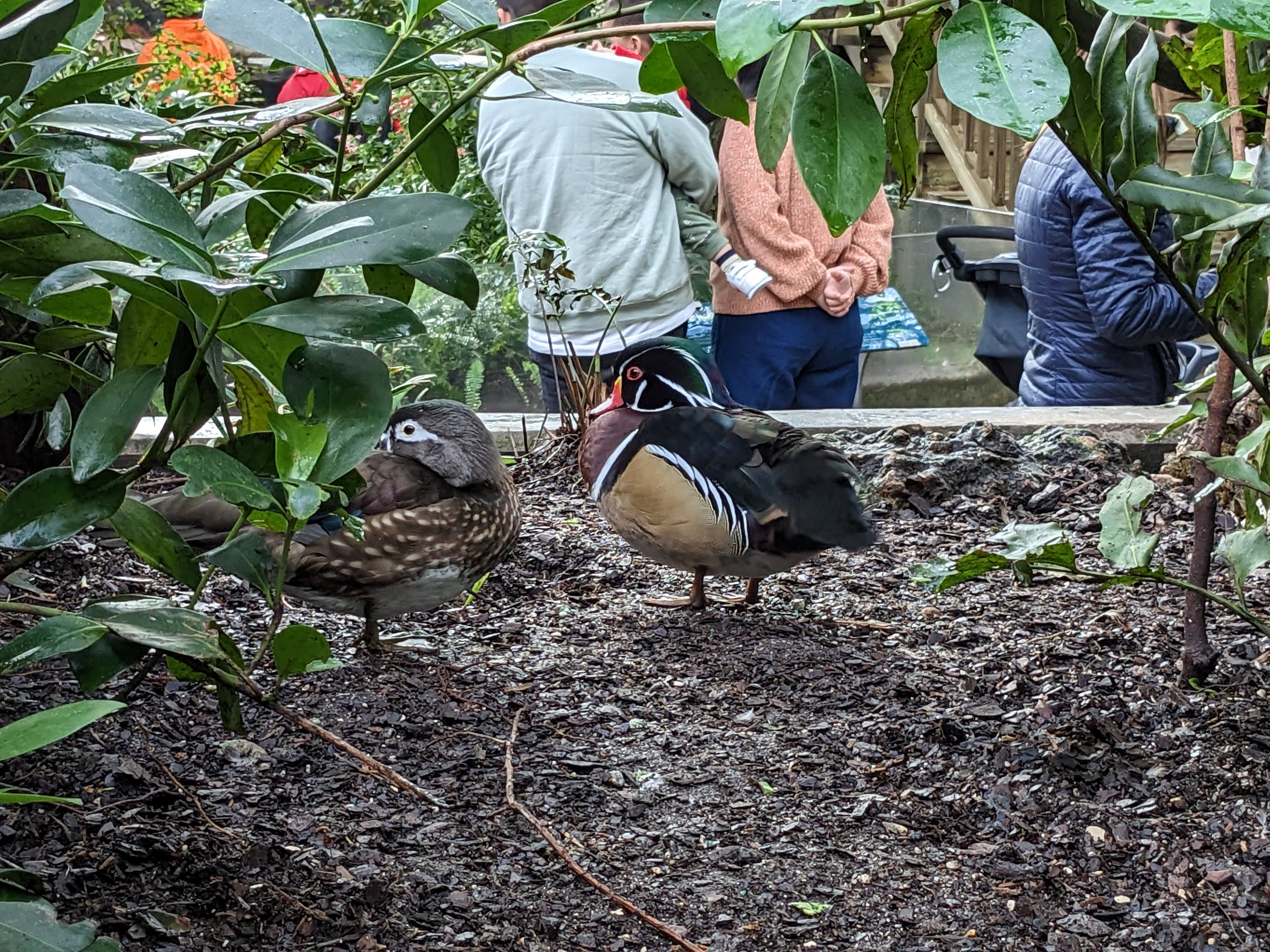Wetlands of Florida - wood duck