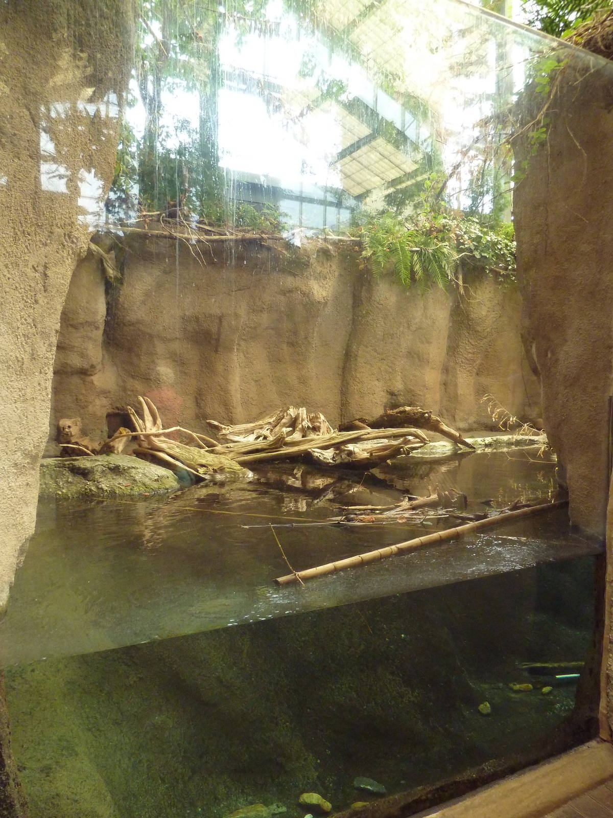 Wetlands on the Edge - River Otter Exhibit (Side View)