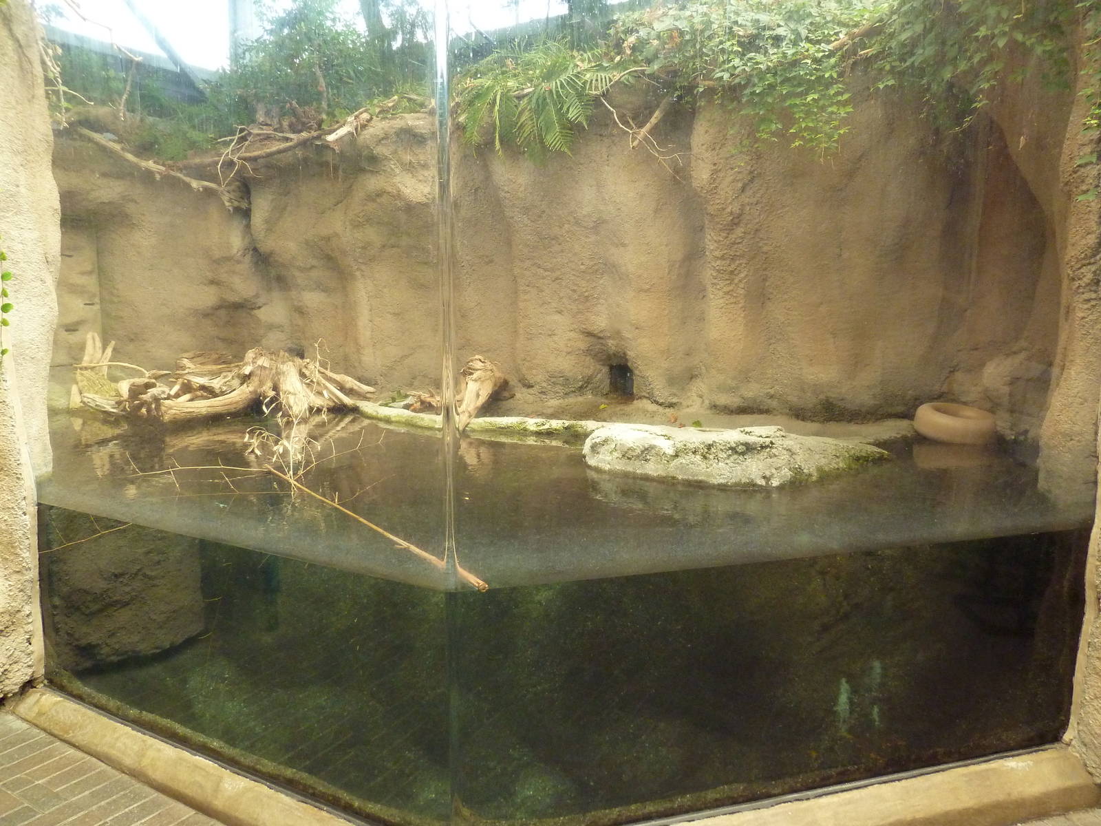 Wetlands on the Edge - River Otter Exhibit