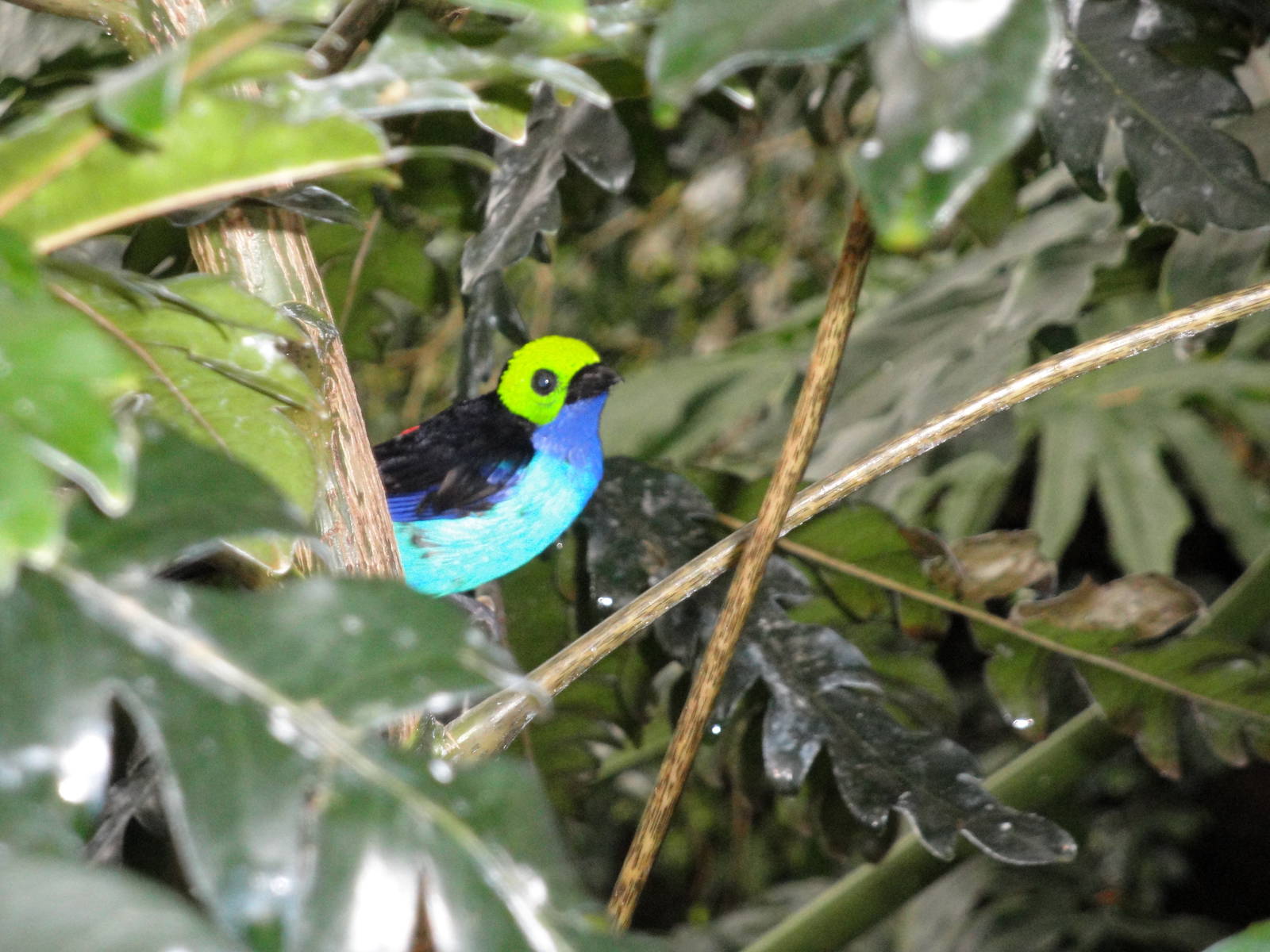 Wetlands - Paradise Tanager