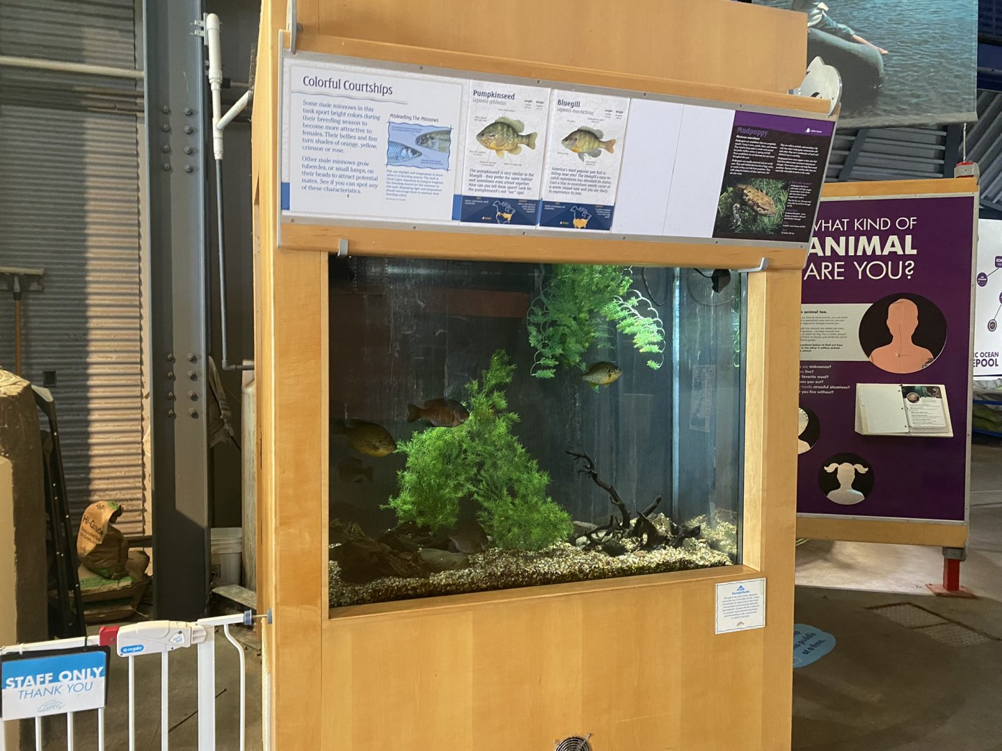 Wetlands - Pumpkinseed/Bluegill/Mudpuppy Tank